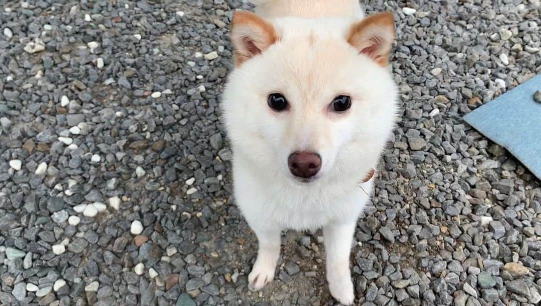 豆柴 サニーちゃんさんのインスタグラム写真 - (豆柴 サニーちゃんInstagram)「. . HELLO〜こんばんわん🐻🐶✨ . 今日は…なんと❣️ 半年ぶりにブリーダーさん宅へ お邪魔してきました〜🥳 . ラムちゃんの同胎犬の 白豆柴ラテちゃんに会いに行ってきたよ💕 . 生まれた時から ひと回り小ちゃいラテちゃんは 今でもラムちゃんより小ちゃい〜♡ そして、可愛いのなんの❣️ くりくりお目目に もふもふふわふわなお毛毛♡ お耳は、こんがり焼けたクッキーみたい🍪 可愛すぎるぅぅ〜🤤 笑顔の破壊力にイチコロ💘ズキュン . . いっぱい撮ったのでまた整理して 思い出記録としても載せたいと思います〜☺️ . あんずちゃんは来れなくて 残念だったけどまた遊ぼうね😉 . ①ラテちゃん、ラムちゃん ②ラムちゃん、ラテちゃん、あんずちゃん ⑦ラムちゃんの座り方〜🤣 ⑨サニちゃん、ラテちゃん . . #同胎犬 #ラムちゃん #ラテちゃん #あんずちゃん #可愛すぎる犬 #みんな大きくなったね #生後8ヶ月 #豆柴姉妹 #さにらむファミリー . #柴犬#豆柴 #赤柴#豆柴子犬 #まめしば#いぬのきもち#ふわもこ部 #サンデイ#サンデイいぬ組#anicas#shiba_snap #shibainu#shiba#mameshiba#shibastagram #mameshibapuppy#shibapuppy #豆柴サニーちゃん#豆柴ラムちゃん#さにらむたん #さにらむ2020」6月3日 20時52分 - sunny_rei_32