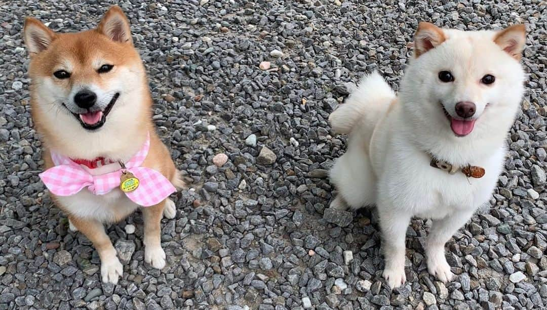 豆柴 サニーちゃんさんのインスタグラム写真 - (豆柴 サニーちゃんInstagram)「. . HELLO〜こんばんわん🐻🐶✨ . 今日は…なんと❣️ 半年ぶりにブリーダーさん宅へ お邪魔してきました〜🥳 . ラムちゃんの同胎犬の 白豆柴ラテちゃんに会いに行ってきたよ💕 . 生まれた時から ひと回り小ちゃいラテちゃんは 今でもラムちゃんより小ちゃい〜♡ そして、可愛いのなんの❣️ くりくりお目目に もふもふふわふわなお毛毛♡ お耳は、こんがり焼けたクッキーみたい🍪 可愛すぎるぅぅ〜🤤 笑顔の破壊力にイチコロ💘ズキュン . . いっぱい撮ったのでまた整理して 思い出記録としても載せたいと思います〜☺️ . あんずちゃんは来れなくて 残念だったけどまた遊ぼうね😉 . ①ラテちゃん、ラムちゃん ②ラムちゃん、ラテちゃん、あんずちゃん ⑦ラムちゃんの座り方〜🤣 ⑨サニちゃん、ラテちゃん . . #同胎犬 #ラムちゃん #ラテちゃん #あんずちゃん #可愛すぎる犬 #みんな大きくなったね #生後8ヶ月 #豆柴姉妹 #さにらむファミリー . #柴犬#豆柴 #赤柴#豆柴子犬 #まめしば#いぬのきもち#ふわもこ部 #サンデイ#サンデイいぬ組#anicas#shiba_snap #shibainu#shiba#mameshiba#shibastagram #mameshibapuppy#shibapuppy #豆柴サニーちゃん#豆柴ラムちゃん#さにらむたん #さにらむ2020」6月3日 20時52分 - sunny_rei_32