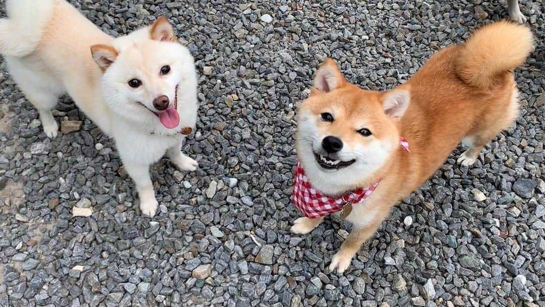 豆柴 サニーちゃんさんのインスタグラム写真 - (豆柴 サニーちゃんInstagram)「. . HELLO〜こんばんわん🐻🐶✨ . 今日は…なんと❣️ 半年ぶりにブリーダーさん宅へ お邪魔してきました〜🥳 . ラムちゃんの同胎犬の 白豆柴ラテちゃんに会いに行ってきたよ💕 . 生まれた時から ひと回り小ちゃいラテちゃんは 今でもラムちゃんより小ちゃい〜♡ そして、可愛いのなんの❣️ くりくりお目目に もふもふふわふわなお毛毛♡ お耳は、こんがり焼けたクッキーみたい🍪 可愛すぎるぅぅ〜🤤 笑顔の破壊力にイチコロ💘ズキュン . . いっぱい撮ったのでまた整理して 思い出記録としても載せたいと思います〜☺️ . あんずちゃんは来れなくて 残念だったけどまた遊ぼうね😉 . ①ラテちゃん、ラムちゃん ②ラムちゃん、ラテちゃん、あんずちゃん ⑦ラムちゃんの座り方〜🤣 ⑨サニちゃん、ラテちゃん . . #同胎犬 #ラムちゃん #ラテちゃん #あんずちゃん #可愛すぎる犬 #みんな大きくなったね #生後8ヶ月 #豆柴姉妹 #さにらむファミリー . #柴犬#豆柴 #赤柴#豆柴子犬 #まめしば#いぬのきもち#ふわもこ部 #サンデイ#サンデイいぬ組#anicas#shiba_snap #shibainu#shiba#mameshiba#shibastagram #mameshibapuppy#shibapuppy #豆柴サニーちゃん#豆柴ラムちゃん#さにらむたん #さにらむ2020」6月3日 20時52分 - sunny_rei_32