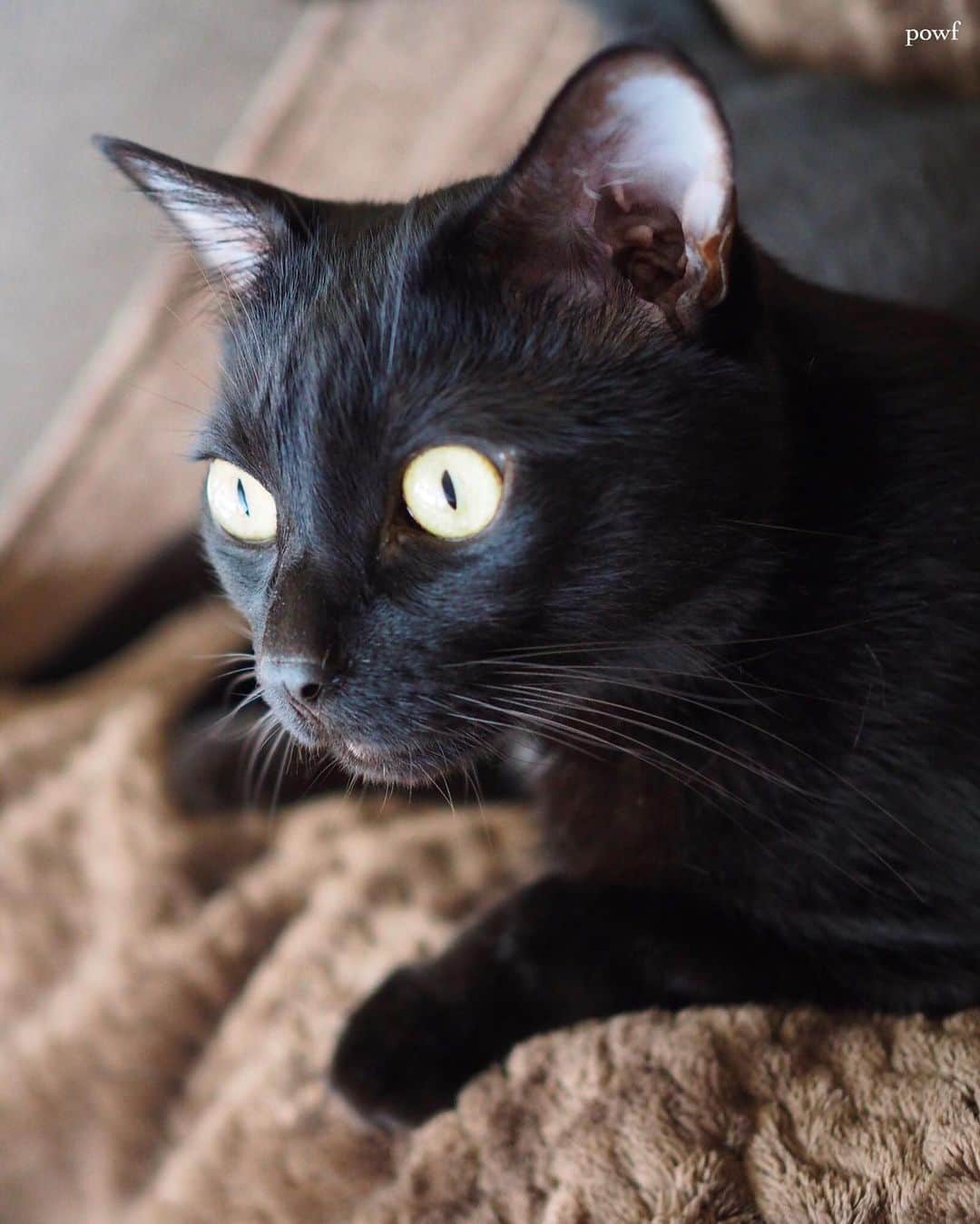 anemone_69のインスタグラム：「. #ハカセとキョウジュ #blackcat #黒猫 #cat #猫 #保護猫 . . .」