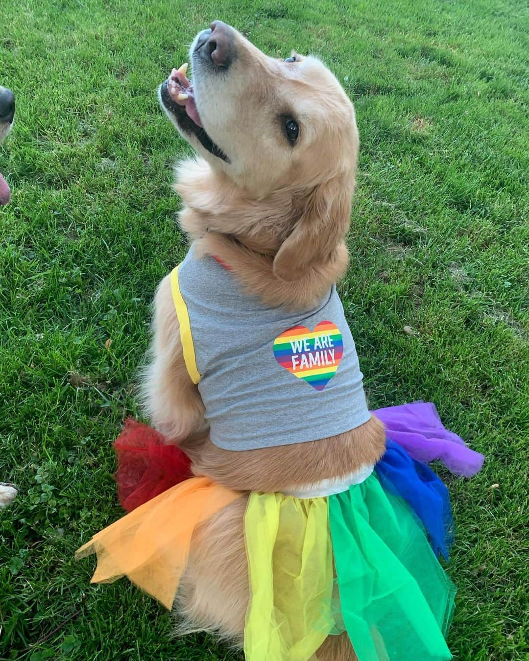 モヒートさんのインスタグラム写真 - (モヒートInstagram)「Back to our regular joy spreading photos 💜 mom bought new a new pride dress, do you like it?? I love it. I pranced around the yard and refused to take it off 🏳️‍🌈 julep wants no part of wearing the tutu lol  We lost some followers yesterday for supporting blackout Tuesday. That hurts my heart. Not because our follower number dropped but because there are still people in this world who see anti racism as wrong or angering or a big political statement. This page is a safe space. EVERYONE is welcome here.  As a therapy dog, Mojito gives love and comfort to all people, equally. But don’t get it twisted, you are free to believe what you want but any form of racism, sexism, anti semitism, ageism, homophobia, transphobia or hate speech of any kind will not be tolerated and this adorable tutu wearing pup will call you out on it.  #pridemonth #pride #loveislove #lovealwayswins #ally ------------------------------- #chewy #goldensofig #goldenretriever  #goldenretrieversofinstagram #betterwithpets #dogsofig  #dogsofinstagram #fluffypack #gloriousgoldens #welovegoldens #ilovemydog #goldenlife #bestwoof #ProPlanDog #ilovegolden_retrievers #mydogiscutest #retrieversgram #dogsofcle #targetstyle」6月3日 21時42分 - mojito_rose_family