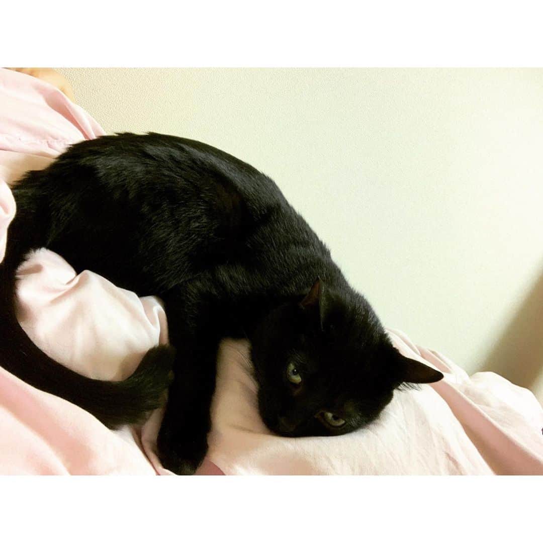 松浦雅さんのインスタグラム写真 - (松浦雅Instagram)「最近、私のお腹をぎゅうしながら寝るウチのコ。 でも、しばらくしたら暑いのか キャットタワーの一番上に移動する。 私はそれまで暑さも寝返りも我慢してたのに！ この気持ちどうしたらええねん！！ #猫 #cat #ねこすたぐらむ #黒猫 #黒猫部 #だきつきねこ #🐱 #とにーすたぐらむ」6月3日 21時53分 - m.miyabi614