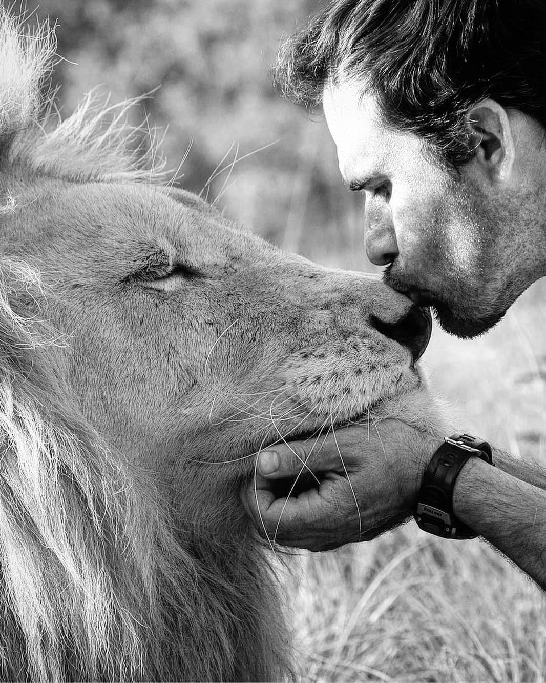 Kevin Richardson LionWhisperer さんのインスタグラム写真 - (Kevin Richardson LionWhisperer Instagram)「I haven’t see this photo in ages. I was sent it by a friend and it put a smile on my face. I hope it puts one on yours and sends a burst of endorphins through your body. The lion in the picture was the late Thor. He was struck dead by lightening on the same evening Nelson Mandela passed away. His favourite thing was for me to put my finger deep in his ear and wiggle it around. It made him into a 200kg puppy. Have a scroll back to December 2013 in my instagram feed and read about how uncanny this whole event was. #uncanny #thor #whitelion #lion #love #kindness #peace #createdonthate」6月3日 22時18分 - lionwhisperersa