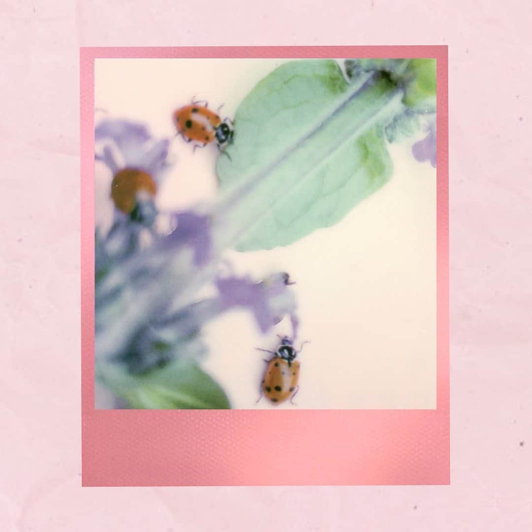 オードリー・キッチングのインスタグラム：「I released 3000 ladybugs into my garden this spring.」