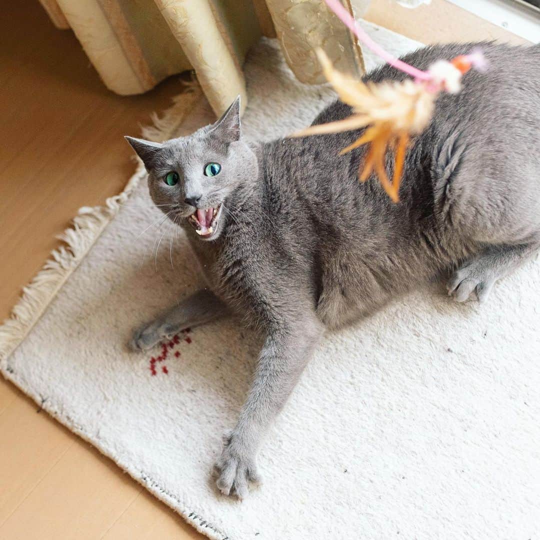 Hari?のインスタグラム