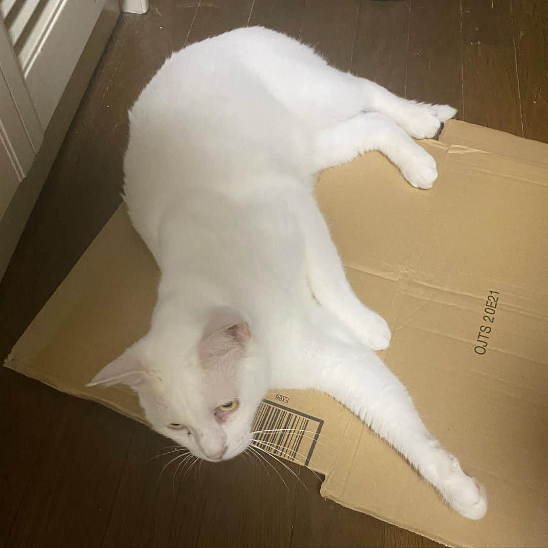 金巻ともこさんのインスタグラム写真 - (金巻ともこInstagram)「いつのまにかベッドにするタイプ  #hakuchai #cat #猫多頭飼い #whitecat #白猫 #catstagram」6月3日 22時21分 - tomotomoco