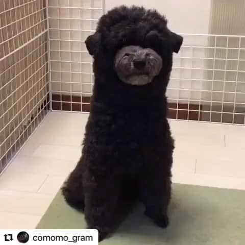 のインスタグラム：「こももちゃん🍑コンプリートです💯💮ワンちゃんコンプリート続々ですごいです！その中から大きな声でワン！をご紹介🐶 .  #Repost @comomo_gram with @make_repost ・・・ . @_starpet_ さまのレベルアップチャレンジ🐾企画 #スタペグラム #スタペ応募_ボイトレ . #こもも #comomo date: 01.Jun.2020.」