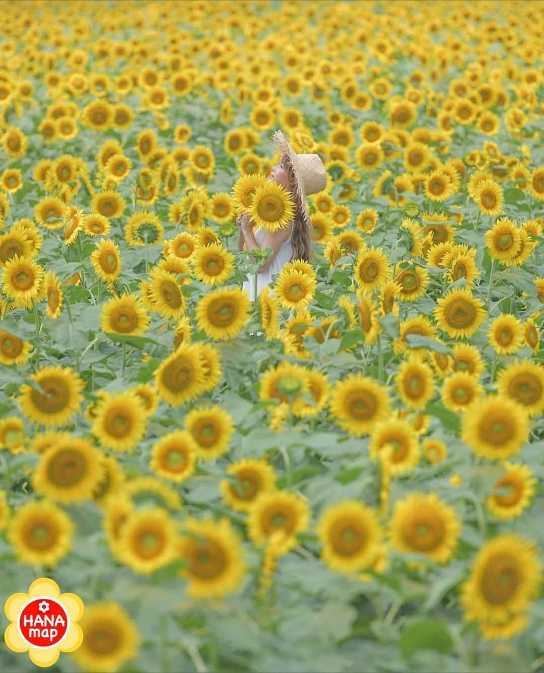 はなまっぷ❁日本の花風景さんのインスタグラム写真 - (はなまっぷ❁日本の花風景Instagram)「はなまっぷ🌸心に残る花風景 * @aloha.ys  さんの  心に残る花風景に花まるを💮 * 人々の心にも花が咲く日本の美しい花風景をありがとうございます😊🌸 * 栃木　#野木町 Nogi, Tochigi Pref. * 🌼ヒマワリの花言葉📝🌼 あなたを見つめる、愛慕 * ※春夏秋冬季節を問わず、みなさんの心に残る素敵な花風景をご紹介させていただいています。 * 🌸•••🌸•••🌸•••🌸•••🌸•••🌸 * みなさんがこれまでに撮影された花風景の中から、✨1番✨心に残っているお写真に、 * #はなまっぷ #心に残る花風景 * の2つのタグを記載して、 ご参加いただけると嬉しいです。 既に投稿済みのものに追記も可。 * たくさんのご参加お待ちしています😊 * #日本の美しい花風景#心に残る花風景#花#花言葉#風景#ヒマワリ#向日葵#ひまわり」6月3日 22時28分 - hanamap