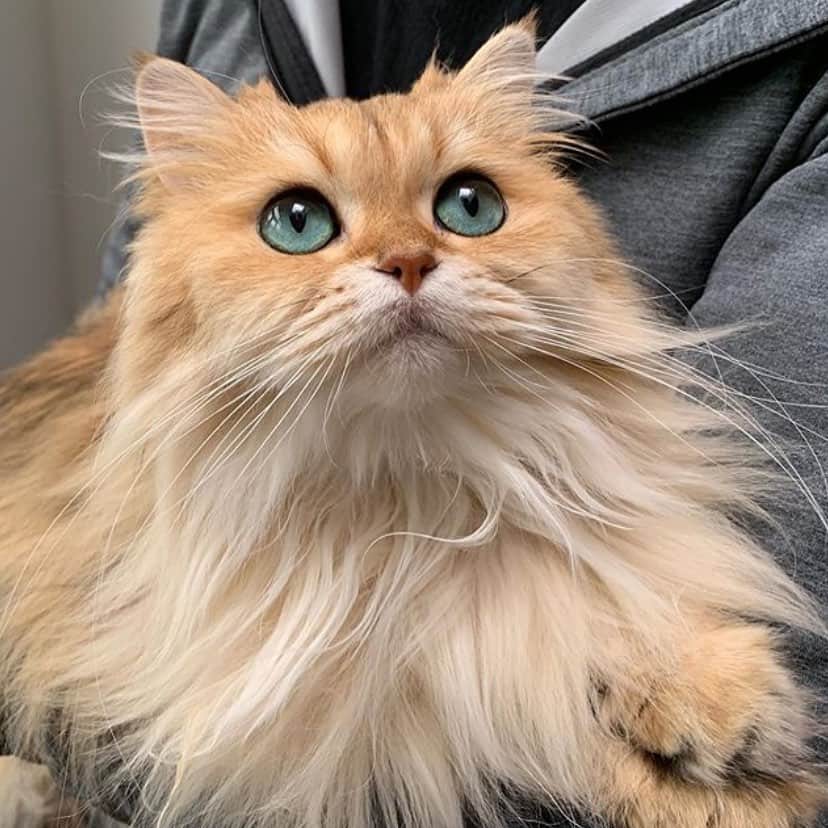 Smoothieのインスタグラム：「Her Meowjesty the Queen.」