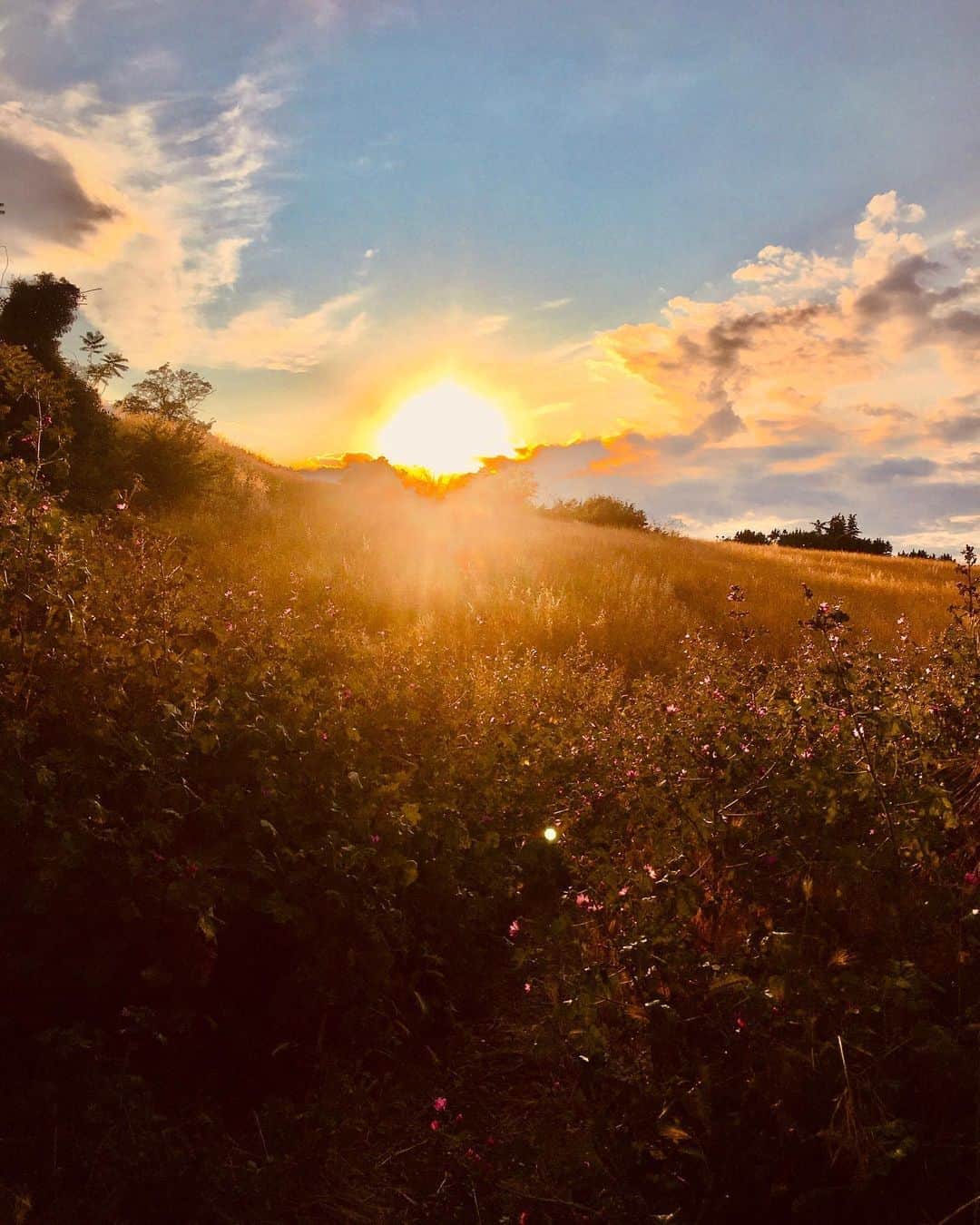 Stella Egittoのインスタグラム：「Miracolo Romano . . . . #diariodibordo#nature#miracle#breathe」