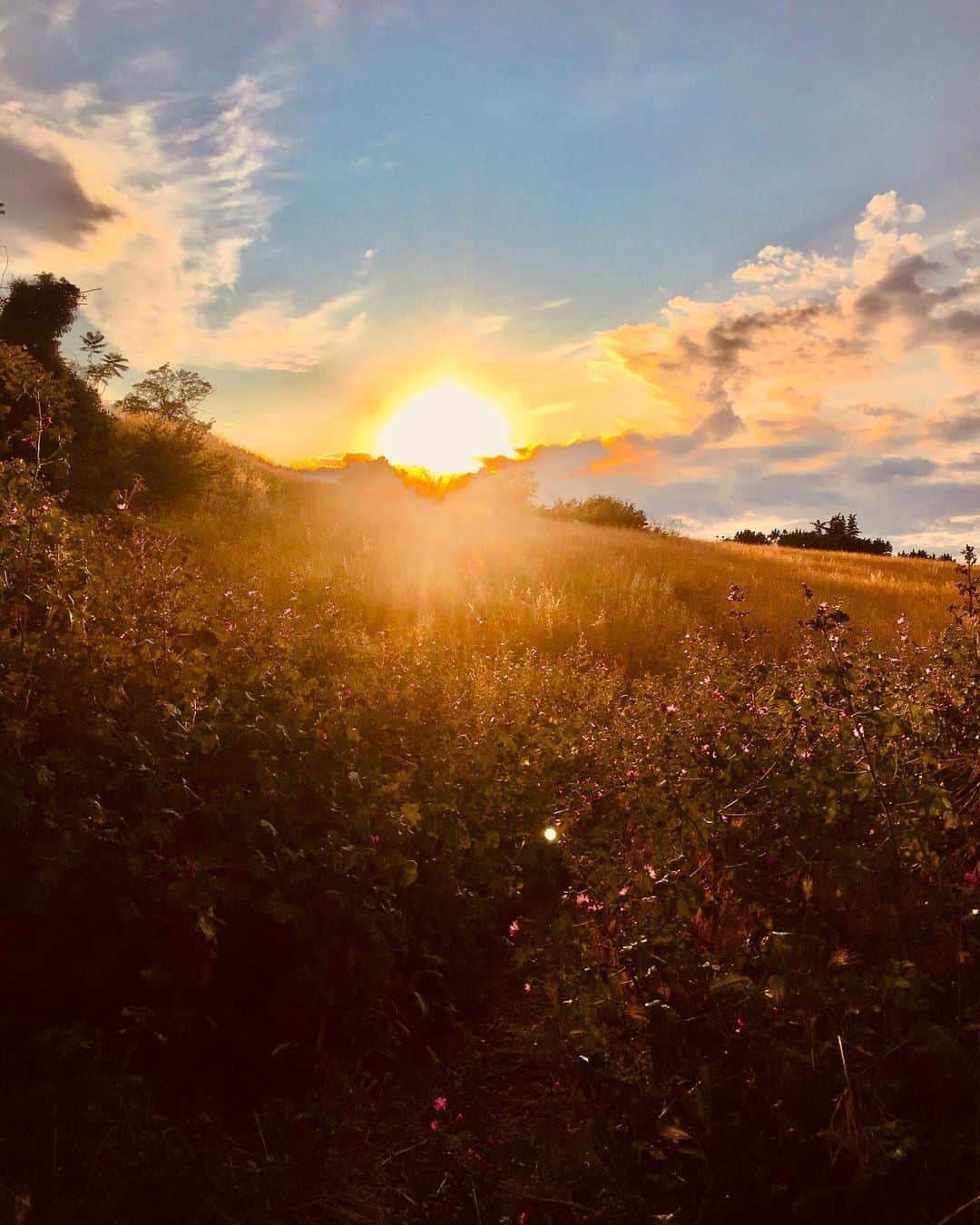 Stella Egittoさんのインスタグラム写真 - (Stella EgittoInstagram)「Miracolo Romano . . . . #diariodibordo#nature#miracle#breathe」6月4日 4時13分 - stellaegitto