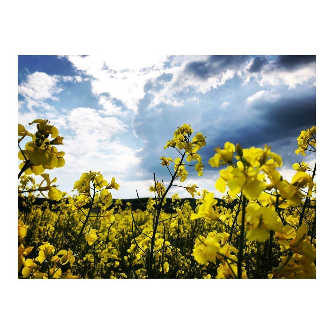 脇田唯さんのインスタグラム写真 - (脇田唯Instagram)「📸 安平の菜の花畑 最高でした。 空と雲と黄色。 コントラスト。 映えでしかなかった。  黄色と青に目が癒やされた。 ミツバチさん めっちゃ働いてた🐝  #安平町  #安平町菜の花  #菜の花 #菜の花畑  #北海道 #景色 #最高の景色  #yellow #blue」6月3日 22時47分 - post_yui