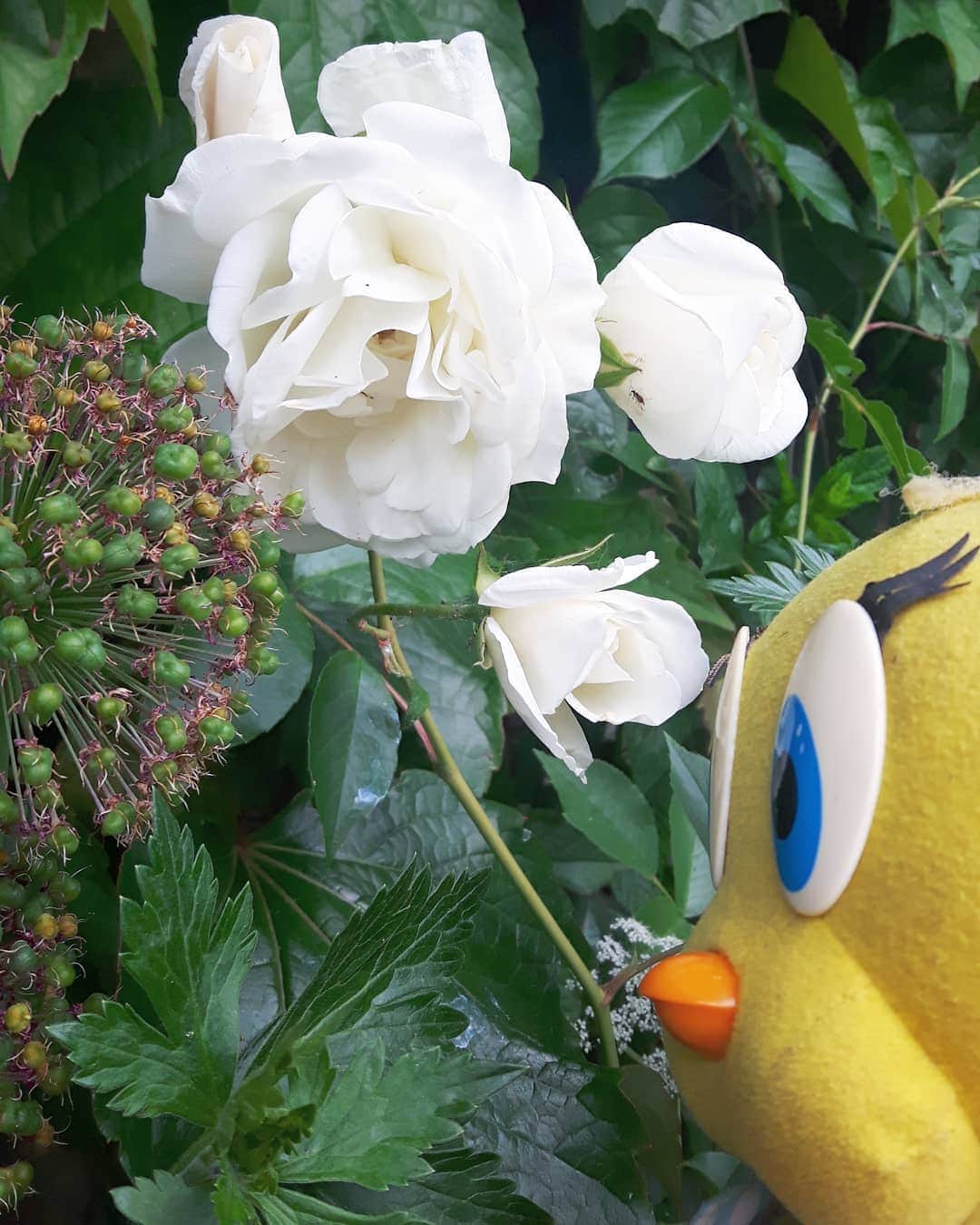 Little Yellow Birdさんのインスタグラム写真 - (Little Yellow BirdInstagram)「Nature just gets on with business and I love it.  My first white roses are opening!! #littleyellowbird #tweety #tweetykweelapis #adventures #yellow #bird #wednesday #humpday #spring #lente #june #juni #roses #rozen #flowers #garden #gardenlife #stuffedanimalsofinstagram #plushiesofinstagram」6月3日 22時57分 - tweetykweelapis