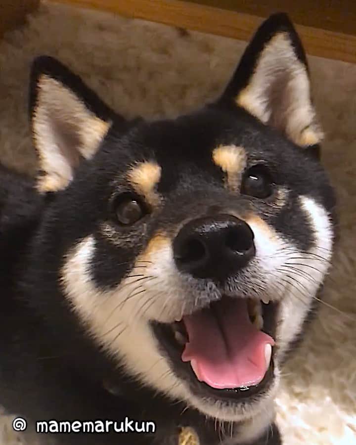 まめ丸のインスタグラム：「* * あーそぼあそぼ🐶❣️ パタパタしてパパをあそびにさそうぼく🐶💓 #まめ丸パタパタ動画 * Let’s do something together🐶💓 * #なにしてあそぶ ❓ #ぼくの希望はボールあそび🎾❣️ #かくれんぼでもいいよ🐶 * #柴犬#豆柴#柴#黒柴#まめスマイル#いぬのきもち#shiba#shibainu#shibastagram#shibadog#puppy#shibapuppy#instadog#dogstagram#dog#instashiba#petstagram#pet#buzzfeedanimals#cute#worldofcutepets#강아지#멍스타그램#doglover#テーブルの下のまめ丸」