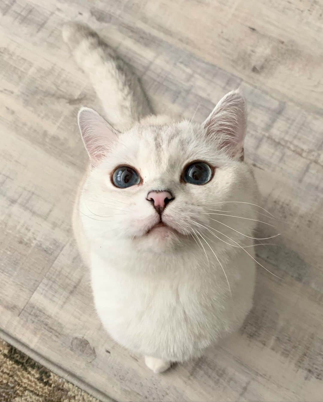 ミスター・ホワイトさんのインスタグラム写真 - (ミスター・ホワイトInstagram)「How are you doing? I loaf you ❤️ #loveyou #missyou #meow #petprotect」6月3日 23時10分 - white_coffee_cat