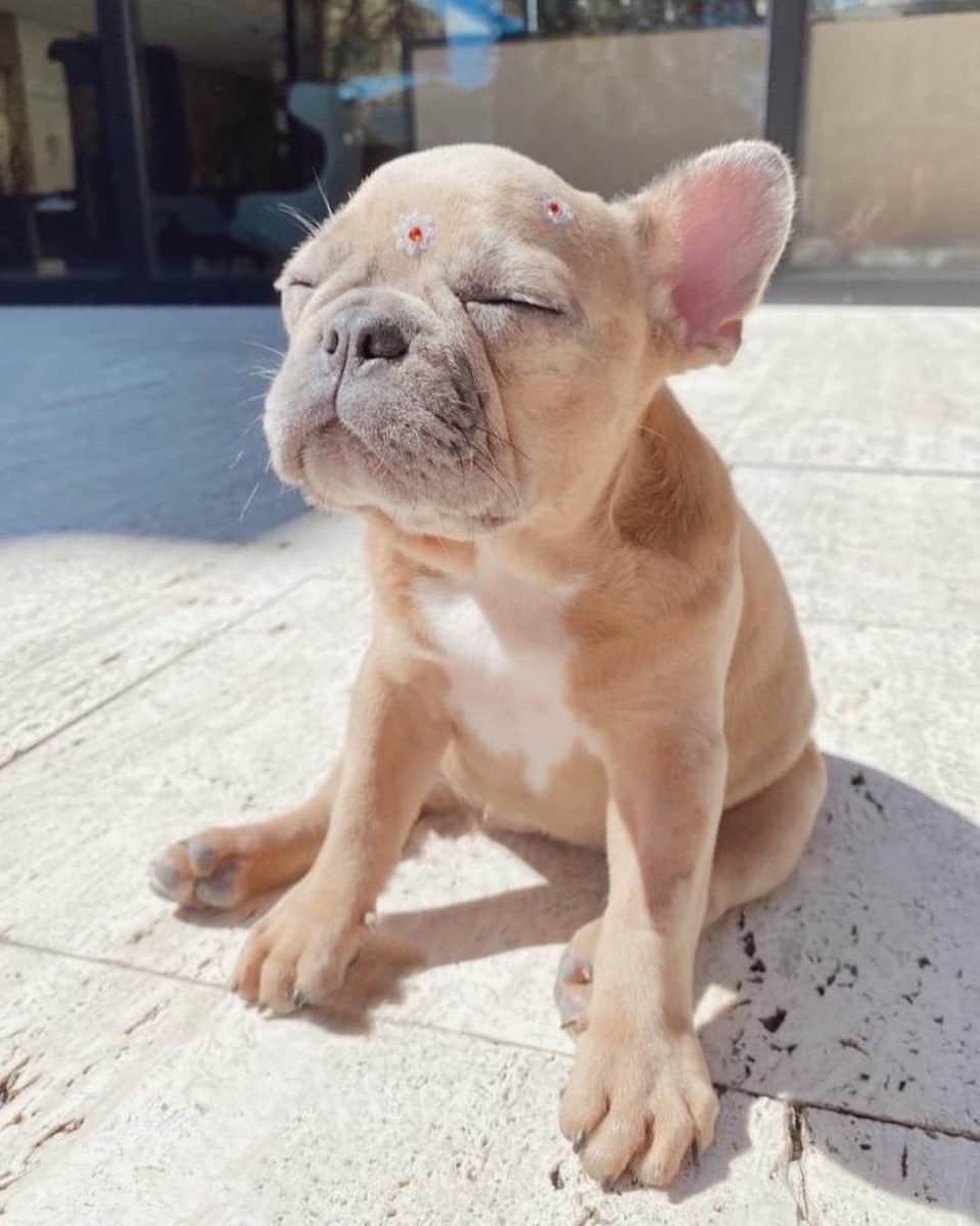ジョアナ・サンスのインスタグラム：「🌸Mood😌 @bluexmerly #frenchie #bulldogfrances #merle #Fendi」