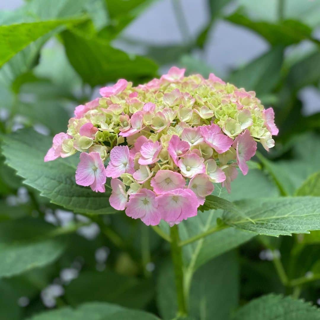 のインスタグラム：「6月の花　紫陽花」