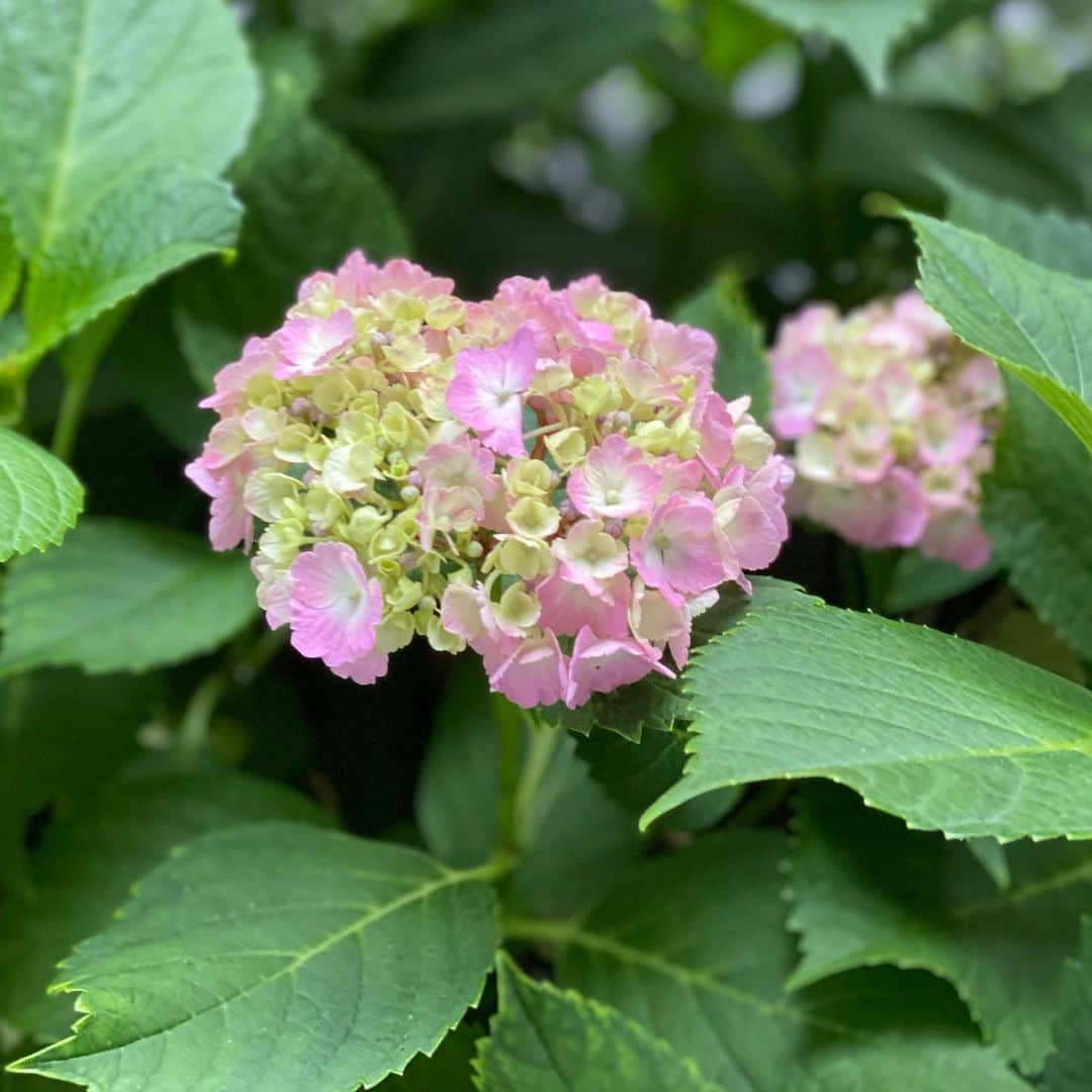 のインスタグラム：「紫陽花が綺麗です。 . . . ' ' #yugayamato #大和悠河　#紫陽花 #紫陽花の季節　#紫陽花の花」