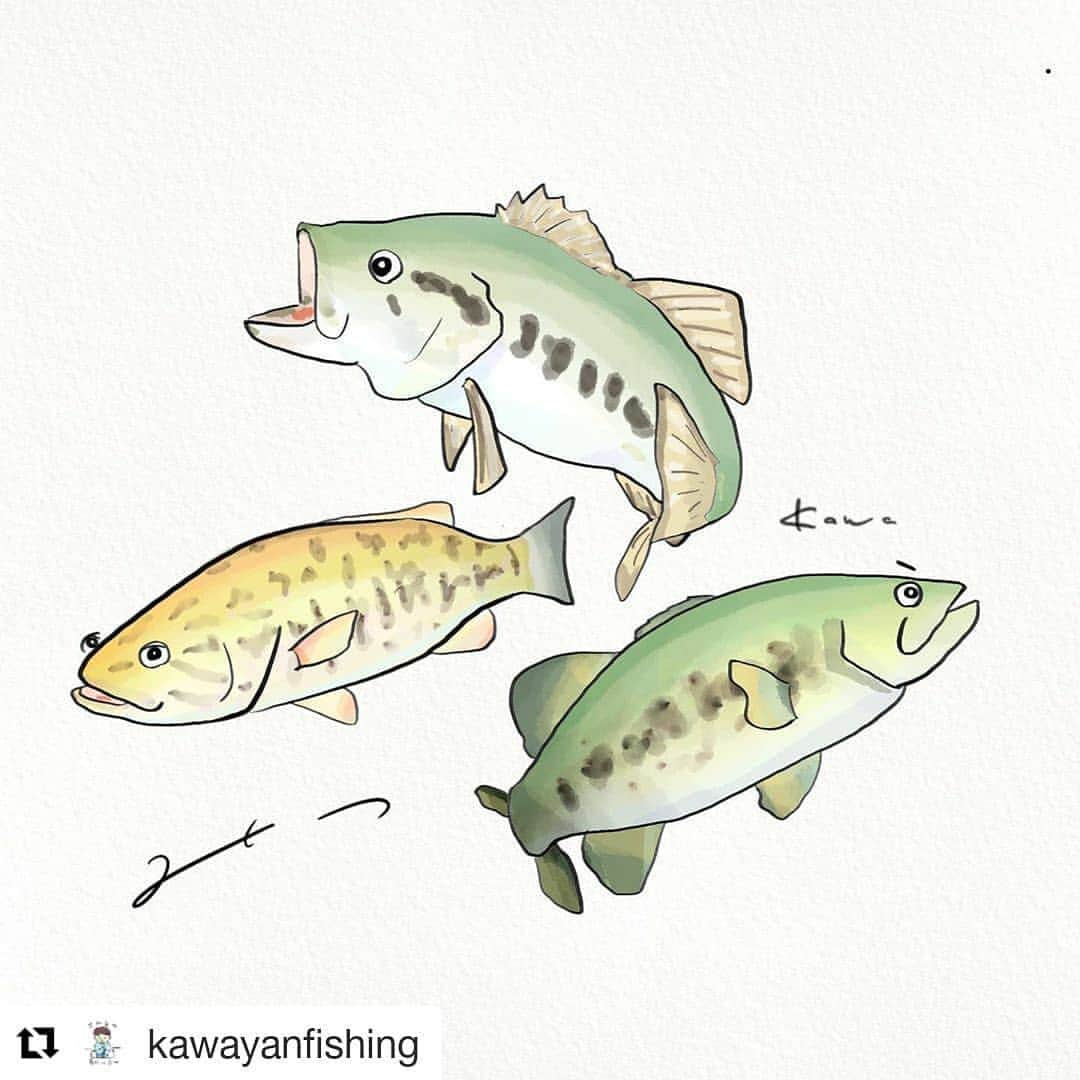 廣瀬臣吾のインスタグラム：「さかなのおにいさんこと川田くんがぼくのリクエストに答えてくれています。 これを着れば釣果アップ間違いなしですな。 川田くんありがとう！！これ着てぜったい釣り行こう！！ #Repost @kawayanfishing (@get_repost) ・・・ ブラックバス「密です」🐟🐟🐟﻿ ﻿ このイラストで夏に着れるTシャツ作ります🍉﻿ ﻿ ——————————————————﻿ ﻿ 日本にいるバスは3種類☝️﻿ ﻿ #ラージマウスバス﻿ #スモールマウスバス﻿ #フロリダバス﻿ ﻿ アナタは見分け方分かりますか？﻿ ﻿ ——————————————————﻿ ﻿ ﻿ 次は加茂水族館を描きますのでしばしお待ちを！﻿ ﻿ ﻿ #バス釣り #ブラックバス釣り ﻿ #ブラックバスフィッシング #野池﻿ #バスボート﻿ ﻿ #バスフィッシング #釣り ﻿ #バス釣り初心者﻿ #バス釣り好きな人と繋がりたい ﻿ ﻿ #琵琶湖 #ダイワ #ジャッカル﻿ #釣りガール #釣り好き #ルアー ﻿ #野尻湖 #七色ダム #津風呂湖 #霞ヶ浦﻿ #川バス釣り #バス釣りあるある ﻿ #釣り好きな人と繋がりたい﻿ #クランクベイト #スピナーベイト」