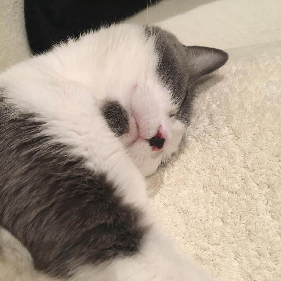 猫ラボさんのインスタグラム写真 - (猫ラボInstagram)「おやすみなさいー」6月4日 0時28分 - nekolabo