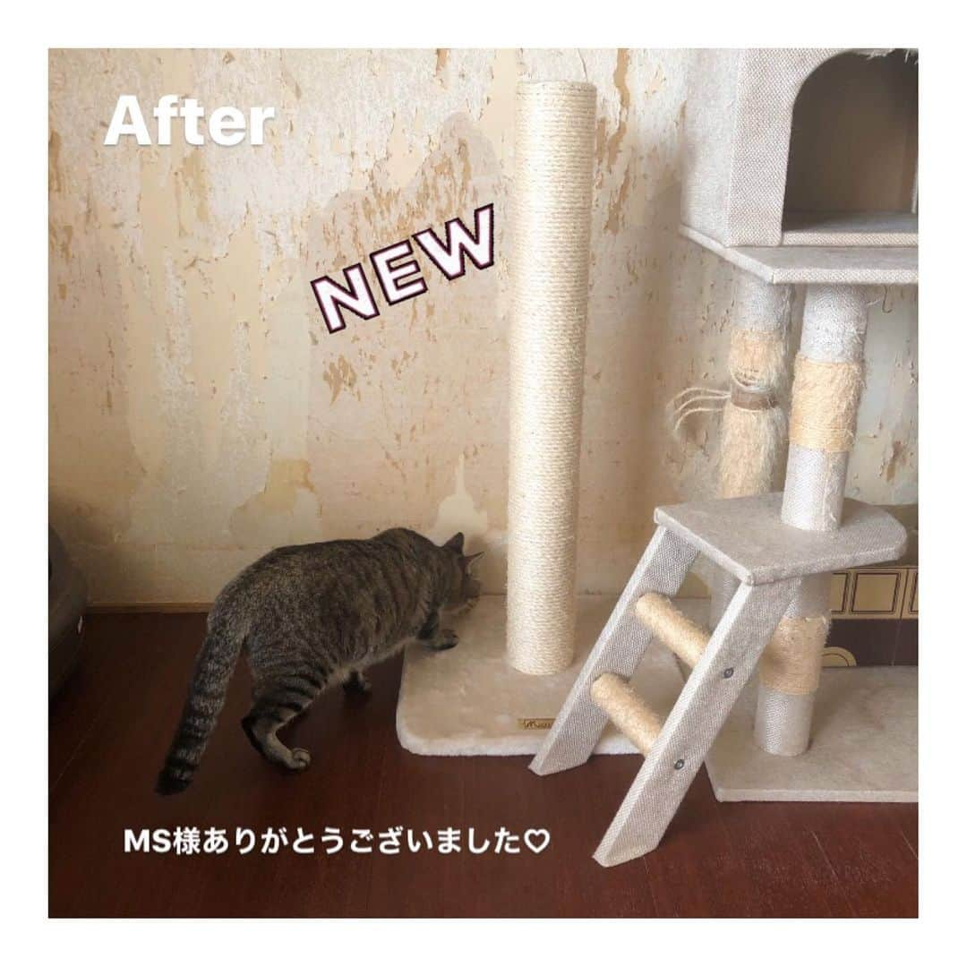 こむぎさんのインスタグラム写真 - (こむぎInstagram)「* 岐阜多頭崩壊現場の猫たちのこと (お知らせが最後にあります🙏🏻✨) ・ 今日は掃除当番でしたー！ 何とか今日中に6月の"ほしいものリスト"を作れるかなと帰宅してから猫のお世話の合間にずっとやってましたが間に合わず日付が変わろうとしています…😢 明日また載せさせていただきますね🙇🏻 毎月お願いしている支援物資、どうぞまた宜しくお願いいたしますー🙇🏻💦 ・ さて！今日の現場ですが相変わらず猫たちのは甘えん坊を発揮してゴロスリが凄かったです🤗 1枚目の写真はまがりくん😊慣れたら甘えん坊になりました〜😊 2枚目は先日ストーリーにアップした爪とぎポール😂 昨年の秋からレスキューに入り、その頃に設置した爪とぎポールが約半年でまさかのボキッと折れました😂 当初は40匹近くいたのでそりゃ爪とぎやその他のものもあっという間にボロボロになりすよね😂💦 ほしいものリストに爪とぎポールを載せようかと思っていたら、寄付の申し出をいただきまして、3枚目の新しい爪とぎポールになりました〜😆✨ 綺麗な爪とぎ嬉しいね☺️✨ MS様本当にありがとうございました♡ ・ 4枚目以降の写真は今日のものではなく過去の写真です。 台所の腐った床はシートを敷いてお掃除がしやすく綺麗になりましたが、壁は相変わらずボロボロ。 修復もやろうと思えば出来るかもですが、それよりもまずは猫たちの治療と脱出を優先に動いています😊何より時間が貴重なので💦 現場に残っている子たちは現在9匹ですが、預かりさんのお家に出しているだけのため里親募集中の子は全部で23匹ほどいます💦 岐阜の私の家と青井さんの家にそれぞれ4匹ずつ、その他、名古屋、小牧、刈谷、群馬、東京と預かりさんにお世話をお願いしている子たちがいます🙇🏻 まだまだ本当の家族を探している子がたくさんいます😭 猫たちの情報は @comugineko をご覧くださいー🙏🏻✨ ・ 今日は不思議とライブ配信で質問が入ったので、今回は経過もわかるように書かせていただきました🤗 (ここは私の家ではありませんよ🤣) 去勢避妊をしなかったため猫たちが増えてしまった多頭飼育崩壊現場です😢 ・ そして最後になりましたが《お知らせ》です✨ 明日(日付変わっちゃったので今日😂)6/4(木) 東海ラジオ14:25頃から深谷里奈さんの"りなヂカラ！"というコーナーの中でこの崩壊現場のことのお話をしていただくことになりました😭 私の声もちょこっと流れるようです😁 お時間よければぜひ放送聴いてくださいませ🙏🏻✨ そしてそして！！ 6/6(土)発行の中日新聞朝刊に折り込みされますRisaという環境フリーペーパーにこの崩壊現場のことが載ります〜！ 深谷さんが現場までお掃除のお手伝いとともに取材に来てくださいました😭 深谷さんありがとうございますー！ @rinafukaya  私の写真も載ってますー😂 Risaは毎月第一土曜日に発行され、名古屋市内の中日新聞とともに配布される他、名古屋市内の公的機関でも閲覧可能です😊 https://risa-eco.jp 色んな人にご覧いただいて里親希望者さんが現れると嬉しいなー😭 どうぞよろしくお願いします！🙇🏻✨ まだやることが終わってないけどこんな時間だ💦 1日24時間じゃ足りないー😂 でもようやく先も見えてきた！ 夏が来るまでにもう少し現場から脱出させたいです💪✨ 皆様に支援物資、支援金、たくさんご協力いただき何とかここまでやってきました！ まだ先は長いですが、引き続き応援宜しくお願いいたしますー🙇🏻✨ #岐阜多頭崩壊レスキュー」6月4日 0時36分 - tomochunba