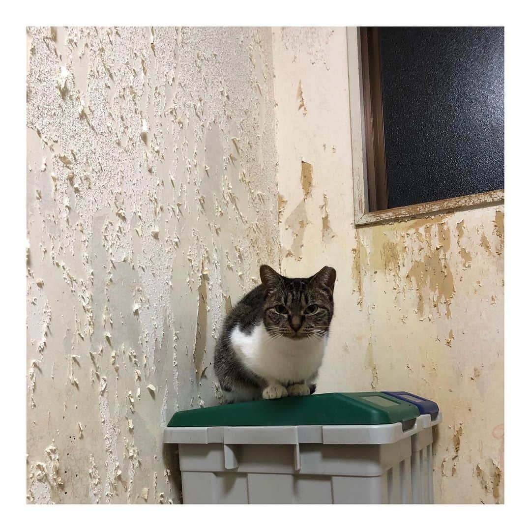 こむぎさんのインスタグラム写真 - (こむぎInstagram)「* 岐阜多頭崩壊現場の猫たちのこと (お知らせが最後にあります🙏🏻✨) ・ 今日は掃除当番でしたー！ 何とか今日中に6月の"ほしいものリスト"を作れるかなと帰宅してから猫のお世話の合間にずっとやってましたが間に合わず日付が変わろうとしています…😢 明日また載せさせていただきますね🙇🏻 毎月お願いしている支援物資、どうぞまた宜しくお願いいたしますー🙇🏻💦 ・ さて！今日の現場ですが相変わらず猫たちのは甘えん坊を発揮してゴロスリが凄かったです🤗 1枚目の写真はまがりくん😊慣れたら甘えん坊になりました〜😊 2枚目は先日ストーリーにアップした爪とぎポール😂 昨年の秋からレスキューに入り、その頃に設置した爪とぎポールが約半年でまさかのボキッと折れました😂 当初は40匹近くいたのでそりゃ爪とぎやその他のものもあっという間にボロボロになりすよね😂💦 ほしいものリストに爪とぎポールを載せようかと思っていたら、寄付の申し出をいただきまして、3枚目の新しい爪とぎポールになりました〜😆✨ 綺麗な爪とぎ嬉しいね☺️✨ MS様本当にありがとうございました♡ ・ 4枚目以降の写真は今日のものではなく過去の写真です。 台所の腐った床はシートを敷いてお掃除がしやすく綺麗になりましたが、壁は相変わらずボロボロ。 修復もやろうと思えば出来るかもですが、それよりもまずは猫たちの治療と脱出を優先に動いています😊何より時間が貴重なので💦 現場に残っている子たちは現在9匹ですが、預かりさんのお家に出しているだけのため里親募集中の子は全部で23匹ほどいます💦 岐阜の私の家と青井さんの家にそれぞれ4匹ずつ、その他、名古屋、小牧、刈谷、群馬、東京と預かりさんにお世話をお願いしている子たちがいます🙇🏻 まだまだ本当の家族を探している子がたくさんいます😭 猫たちの情報は @comugineko をご覧くださいー🙏🏻✨ ・ 今日は不思議とライブ配信で質問が入ったので、今回は経過もわかるように書かせていただきました🤗 (ここは私の家ではありませんよ🤣) 去勢避妊をしなかったため猫たちが増えてしまった多頭飼育崩壊現場です😢 ・ そして最後になりましたが《お知らせ》です✨ 明日(日付変わっちゃったので今日😂)6/4(木) 東海ラジオ14:25頃から深谷里奈さんの"りなヂカラ！"というコーナーの中でこの崩壊現場のことのお話をしていただくことになりました😭 私の声もちょこっと流れるようです😁 お時間よければぜひ放送聴いてくださいませ🙏🏻✨ そしてそして！！ 6/6(土)発行の中日新聞朝刊に折り込みされますRisaという環境フリーペーパーにこの崩壊現場のことが載ります〜！ 深谷さんが現場までお掃除のお手伝いとともに取材に来てくださいました😭 深谷さんありがとうございますー！ @rinafukaya  私の写真も載ってますー😂 Risaは毎月第一土曜日に発行され、名古屋市内の中日新聞とともに配布される他、名古屋市内の公的機関でも閲覧可能です😊 https://risa-eco.jp 色んな人にご覧いただいて里親希望者さんが現れると嬉しいなー😭 どうぞよろしくお願いします！🙇🏻✨ まだやることが終わってないけどこんな時間だ💦 1日24時間じゃ足りないー😂 でもようやく先も見えてきた！ 夏が来るまでにもう少し現場から脱出させたいです💪✨ 皆様に支援物資、支援金、たくさんご協力いただき何とかここまでやってきました！ まだ先は長いですが、引き続き応援宜しくお願いいたしますー🙇🏻✨ #岐阜多頭崩壊レスキュー」6月4日 0時36分 - tomochunba