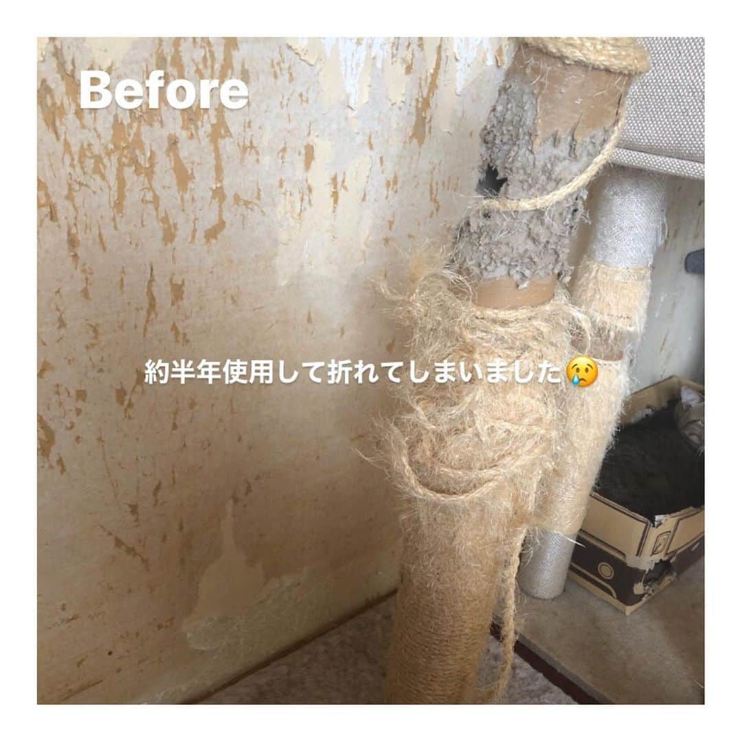 こむぎさんのインスタグラム写真 - (こむぎInstagram)「* 岐阜多頭崩壊現場の猫たちのこと (お知らせが最後にあります🙏🏻✨) ・ 今日は掃除当番でしたー！ 何とか今日中に6月の"ほしいものリスト"を作れるかなと帰宅してから猫のお世話の合間にずっとやってましたが間に合わず日付が変わろうとしています…😢 明日また載せさせていただきますね🙇🏻 毎月お願いしている支援物資、どうぞまた宜しくお願いいたしますー🙇🏻💦 ・ さて！今日の現場ですが相変わらず猫たちのは甘えん坊を発揮してゴロスリが凄かったです🤗 1枚目の写真はまがりくん😊慣れたら甘えん坊になりました〜😊 2枚目は先日ストーリーにアップした爪とぎポール😂 昨年の秋からレスキューに入り、その頃に設置した爪とぎポールが約半年でまさかのボキッと折れました😂 当初は40匹近くいたのでそりゃ爪とぎやその他のものもあっという間にボロボロになりすよね😂💦 ほしいものリストに爪とぎポールを載せようかと思っていたら、寄付の申し出をいただきまして、3枚目の新しい爪とぎポールになりました〜😆✨ 綺麗な爪とぎ嬉しいね☺️✨ MS様本当にありがとうございました♡ ・ 4枚目以降の写真は今日のものではなく過去の写真です。 台所の腐った床はシートを敷いてお掃除がしやすく綺麗になりましたが、壁は相変わらずボロボロ。 修復もやろうと思えば出来るかもですが、それよりもまずは猫たちの治療と脱出を優先に動いています😊何より時間が貴重なので💦 現場に残っている子たちは現在9匹ですが、預かりさんのお家に出しているだけのため里親募集中の子は全部で23匹ほどいます💦 岐阜の私の家と青井さんの家にそれぞれ4匹ずつ、その他、名古屋、小牧、刈谷、群馬、東京と預かりさんにお世話をお願いしている子たちがいます🙇🏻 まだまだ本当の家族を探している子がたくさんいます😭 猫たちの情報は @comugineko をご覧くださいー🙏🏻✨ ・ 今日は不思議とライブ配信で質問が入ったので、今回は経過もわかるように書かせていただきました🤗 (ここは私の家ではありませんよ🤣) 去勢避妊をしなかったため猫たちが増えてしまった多頭飼育崩壊現場です😢 ・ そして最後になりましたが《お知らせ》です✨ 明日(日付変わっちゃったので今日😂)6/4(木) 東海ラジオ14:25頃から深谷里奈さんの"りなヂカラ！"というコーナーの中でこの崩壊現場のことのお話をしていただくことになりました😭 私の声もちょこっと流れるようです😁 お時間よければぜひ放送聴いてくださいませ🙏🏻✨ そしてそして！！ 6/6(土)発行の中日新聞朝刊に折り込みされますRisaという環境フリーペーパーにこの崩壊現場のことが載ります〜！ 深谷さんが現場までお掃除のお手伝いとともに取材に来てくださいました😭 深谷さんありがとうございますー！ @rinafukaya  私の写真も載ってますー😂 Risaは毎月第一土曜日に発行され、名古屋市内の中日新聞とともに配布される他、名古屋市内の公的機関でも閲覧可能です😊 https://risa-eco.jp 色んな人にご覧いただいて里親希望者さんが現れると嬉しいなー😭 どうぞよろしくお願いします！🙇🏻✨ まだやることが終わってないけどこんな時間だ💦 1日24時間じゃ足りないー😂 でもようやく先も見えてきた！ 夏が来るまでにもう少し現場から脱出させたいです💪✨ 皆様に支援物資、支援金、たくさんご協力いただき何とかここまでやってきました！ まだ先は長いですが、引き続き応援宜しくお願いいたしますー🙇🏻✨ #岐阜多頭崩壊レスキュー」6月4日 0時36分 - tomochunba