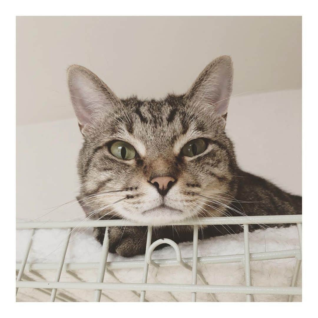 こむぎのインスタグラム：「* 岐阜多頭崩壊現場の猫たちのこと (お知らせが最後にあります🙏🏻✨) ・ 今日は掃除当番でしたー！ 何とか今日中に6月の"ほしいものリスト"を作れるかなと帰宅してから猫のお世話の合間にずっとやってましたが間に合わず日付が変わろうとしています…😢 明日また載せさせていただきますね🙇🏻 毎月お願いしている支援物資、どうぞまた宜しくお願いいたしますー🙇🏻💦 ・ さて！今日の現場ですが相変わらず猫たちのは甘えん坊を発揮してゴロスリが凄かったです🤗 1枚目の写真はまがりくん😊慣れたら甘えん坊になりました〜😊 2枚目は先日ストーリーにアップした爪とぎポール😂 昨年の秋からレスキューに入り、その頃に設置した爪とぎポールが約半年でまさかのボキッと折れました😂 当初は40匹近くいたのでそりゃ爪とぎやその他のものもあっという間にボロボロになりすよね😂💦 ほしいものリストに爪とぎポールを載せようかと思っていたら、寄付の申し出をいただきまして、3枚目の新しい爪とぎポールになりました〜😆✨ 綺麗な爪とぎ嬉しいね☺️✨ MS様本当にありがとうございました♡ ・ 4枚目以降の写真は今日のものではなく過去の写真です。 台所の腐った床はシートを敷いてお掃除がしやすく綺麗になりましたが、壁は相変わらずボロボロ。 修復もやろうと思えば出来るかもですが、それよりもまずは猫たちの治療と脱出を優先に動いています😊何より時間が貴重なので💦 現場に残っている子たちは現在9匹ですが、預かりさんのお家に出しているだけのため里親募集中の子は全部で23匹ほどいます💦 岐阜の私の家と青井さんの家にそれぞれ4匹ずつ、その他、名古屋、小牧、刈谷、群馬、東京と預かりさんにお世話をお願いしている子たちがいます🙇🏻 まだまだ本当の家族を探している子がたくさんいます😭 猫たちの情報は @comugineko をご覧くださいー🙏🏻✨ ・ 今日は不思議とライブ配信で質問が入ったので、今回は経過もわかるように書かせていただきました🤗 (ここは私の家ではありませんよ🤣) 去勢避妊をしなかったため猫たちが増えてしまった多頭飼育崩壊現場です😢 ・ そして最後になりましたが《お知らせ》です✨ 明日(日付変わっちゃったので今日😂)6/4(木) 東海ラジオ14:25頃から深谷里奈さんの"りなヂカラ！"というコーナーの中でこの崩壊現場のことのお話をしていただくことになりました😭 私の声もちょこっと流れるようです😁 お時間よければぜひ放送聴いてくださいませ🙏🏻✨ そしてそして！！ 6/6(土)発行の中日新聞朝刊に折り込みされますRisaという環境フリーペーパーにこの崩壊現場のことが載ります〜！ 深谷さんが現場までお掃除のお手伝いとともに取材に来てくださいました😭 深谷さんありがとうございますー！ @rinafukaya  私の写真も載ってますー😂 Risaは毎月第一土曜日に発行され、名古屋市内の中日新聞とともに配布される他、名古屋市内の公的機関でも閲覧可能です😊 https://risa-eco.jp 色んな人にご覧いただいて里親希望者さんが現れると嬉しいなー😭 どうぞよろしくお願いします！🙇🏻✨ まだやることが終わってないけどこんな時間だ💦 1日24時間じゃ足りないー😂 でもようやく先も見えてきた！ 夏が来るまでにもう少し現場から脱出させたいです💪✨ 皆様に支援物資、支援金、たくさんご協力いただき何とかここまでやってきました！ まだ先は長いですが、引き続き応援宜しくお願いいたしますー🙇🏻✨ #岐阜多頭崩壊レスキュー」