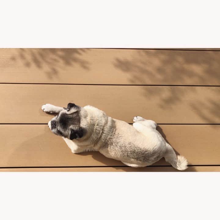 八兵衛のインスタグラム：「Hello June🌿 * Jun2,2020 * *  #ほぼ黒パグ #おじいちゃん犬 #pug #puggy #puglife #puglove #petstagram #pugstagram #pugsofinstagram #pugs #dog #ふわもこ部  @igersjp #IGersJP #east_dog_japan #pecoイヌ部 #八兵衛 #はちべえ #朝ワンコ夕ニャンコ」
