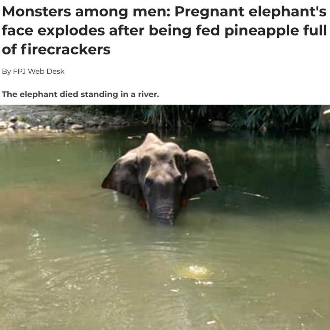 ティモシー・サイクスのインスタグラム：「⚠️WARNING: GRAPHIC IMAGES⚠️Repost from @karmagawa THIS ANIMAL CRUELTY MUST STOP RIGHT NOW! Please share this post with your followers and tag people, celebrities, influencers and news media who need to see it to help us spread awareness of how poorly elephants are being treated in Kerala, India! Some people fed a firecracker stuffed pineapple to a pregnant elephant which exploded in her mouth and damaged her jaw, leaving her unable to eat. She walked around the village and finally passed away standing in a river. This elephant, who was going to give birth 18-20 months later, despite her anger and pain, she did not lash out or hurt a single human being. She just stood in a river because of the excruciating pain and passed away without hurting a single soul. From anybody who throws stones at a stray dog to anyone who murders another human being, WE MUST EMBRACE LOVE NOT HATE! This is so sad and just plain cruel, WE MUST DO BETTER! When you lack empathy and kindness, you do not deserve to be called a human being. Please share this sad news and help us get the word out so we can find the monsters who did this and punish them to the fullest extent of the law! Thank you @thejohnabraham and @tedthestoner for your posts, artwork by Bratati #savetheelephants #endanimalcruelty #karmagawa」