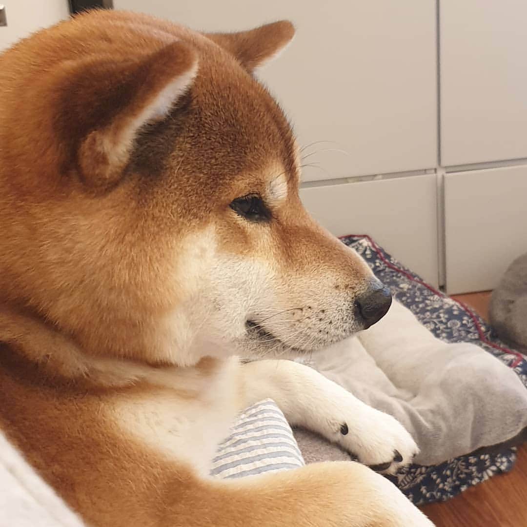 ?Fricko the Shiba Inu?のインスタグラム：「Awww, look at this chubby face!🥰🥰 🐾 🐾 🐾 🐾 #Fricko #🐶 #☀️ #shiba #shibainu #dog #柴犬 #赤柴  #adorable #shibalovers #shibaholics  #dogoftheday  #weeklyfluff #aww #dogstagram  #dogscorner #puppiesofinstagram #shibapuppy」