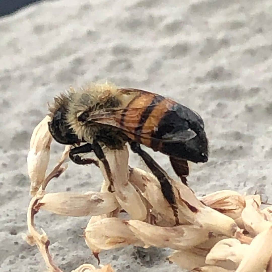 Nargis Fakhri さんのインスタグラム写真 - (Nargis Fakhri Instagram)「Saved some Bees 🐝 that fell in the pool. . . Watched them dry off & fly away into the sunset 🌅 🐝❤️😍🥰🐝. . . . With @tyleraryai the 🐝 saver. 😇❤️ . . . #bees #savethebees #beelife #rescue #life #bees🐝 #honeybees #la #labees #losangeles」6月4日 2時04分 - nargisfakhri