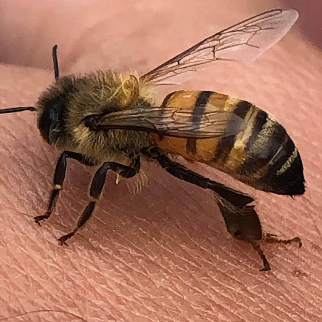 Nargis Fakhri さんのインスタグラム写真 - (Nargis Fakhri Instagram)「Saved some Bees 🐝 that fell in the pool. . . Watched them dry off & fly away into the sunset 🌅 🐝❤️😍🥰🐝. . . . With @tyleraryai the 🐝 saver. 😇❤️ . . . #bees #savethebees #beelife #rescue #life #bees🐝 #honeybees #la #labees #losangeles」6月4日 2時04分 - nargisfakhri