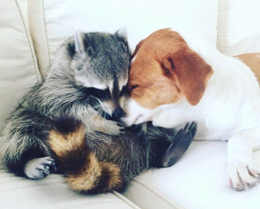 パンプキンのインスタグラム：「Just a raccoon and a dog having a cuddle. Because no matter our differences we aren’t so different after all. #love」