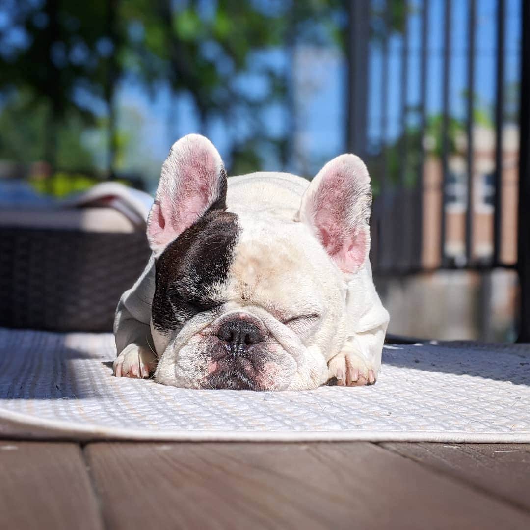 Manny The Frenchieさんのインスタグラム写真 - (Manny The FrenchieInstagram)「Snoozing in the sun」5月31日 6時03分 - manny_the_frenchie