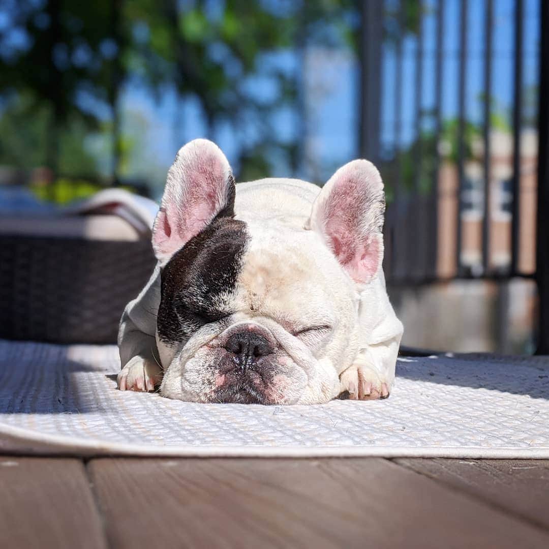 Manny The Frenchieのインスタグラム：「Snoozing in the sun」