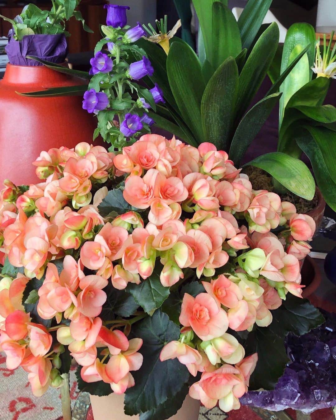 デビッドヤーマンのインスタグラム：「In full bloom. Pink Begonias and Canterbury Bells gracefully unite together in beautiful bouquets—similar to the rich hues of purple amethysts or pink champagne Morganite, found in many #DavidYurman designs. - 📸 by Sybil Yurman」