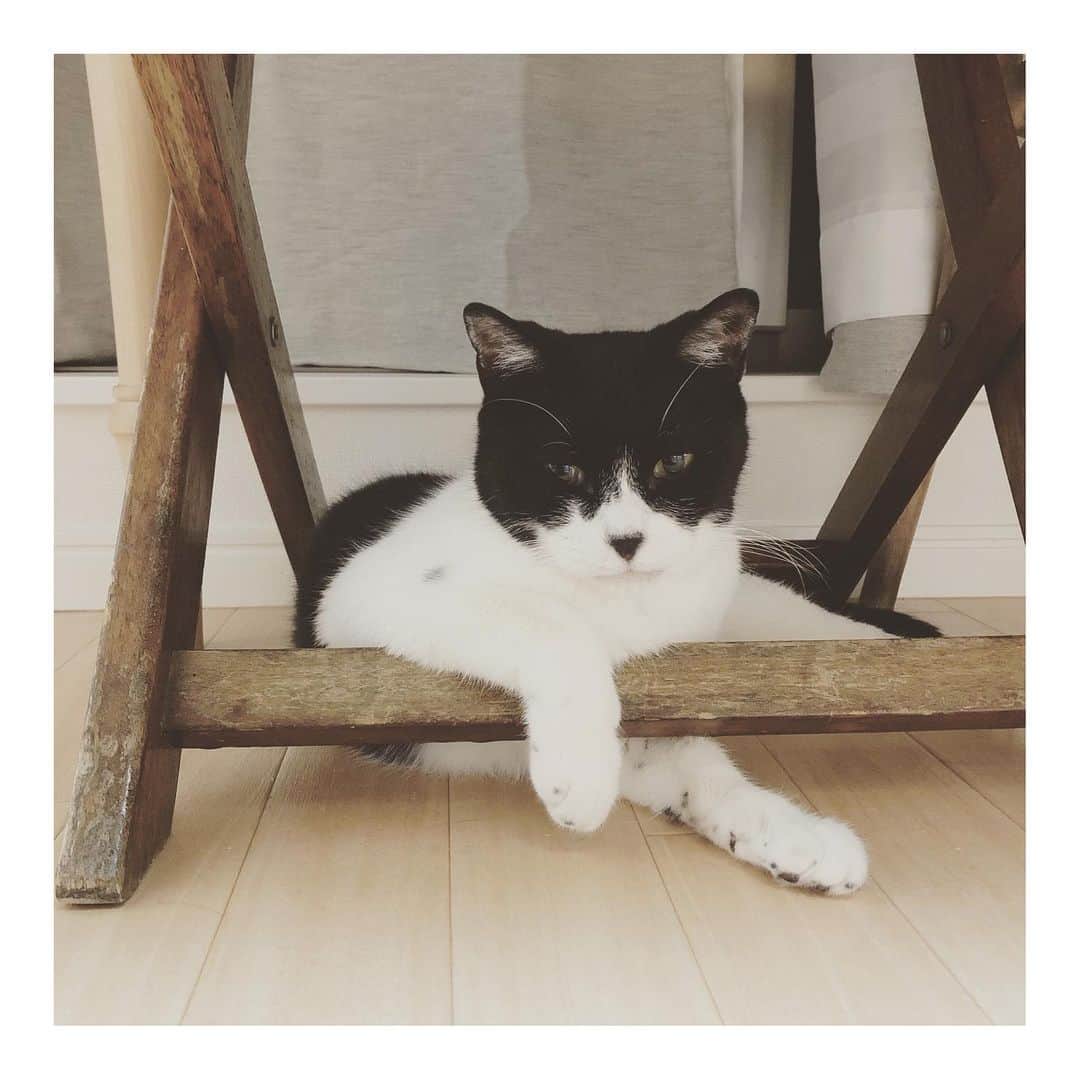 こむぎのインスタグラム：「* 今日の我が家の米津さん(ぶどうくん) この表情！すごく似てる気がする〜😆 イケメンだよね〜☺️ 2枚目はビックリ顔の米津さん🤣 遊ぶのが大好きでネズミのオモチャでよく一人遊びしてるよ🤗猫じゃらしは結構早いパンチが来るよ😂 早くこのイケメンに甘えられたいな〜☺️ #今日の我が家の米津さん #本名はぶどうくんです #里親募集 #里親募集中 #愛知 #岐阜 #岐阜多頭崩壊レスキュー #米津玄師 #ポーズもイケメン！」