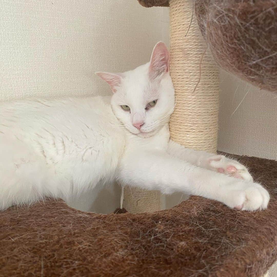 金巻ともこさんのインスタグラム写真 - (金巻ともこInstagram)「くびつらくないの？  #hakuchai #cat #猫多頭飼い #whitecat #白猫 #catstagram」5月30日 22時35分 - tomotomoco