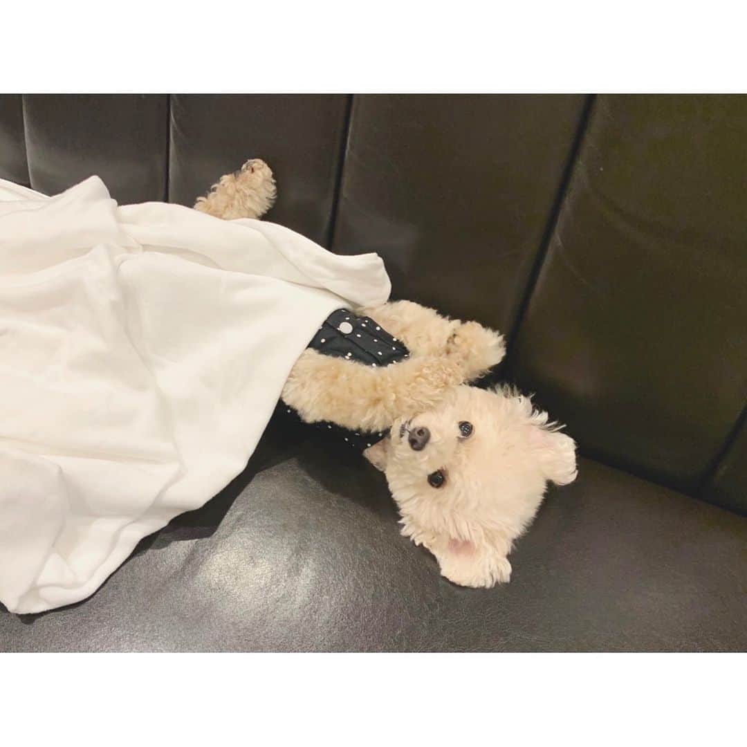 mizuのインスタグラム：「今日は予防接種。 去年の同じ予防接種の日は注射後に様子がおかしくなって大変だったけど、今年は今のところ異常なしでほんとによかった！ お腹出して寝れる程普通に過ごせて嬉しい。」