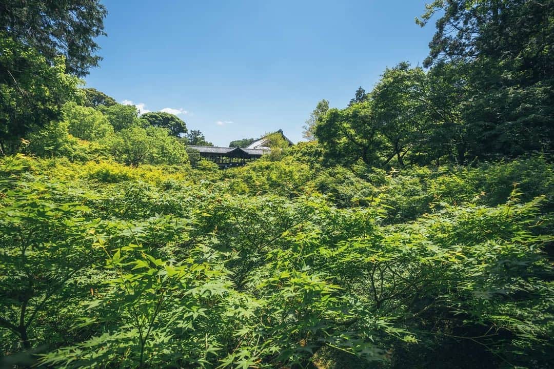 京都いいとこフォトのインスタグラム：「. 東福寺 臥雲橋から望む 波打つ新緑の大海原のような眺め。 . A view like a rippling fresh green ocean. .  Date : 2020.5.28 Location : #東福寺 #Tofukuji Photo : @hino0117 .」