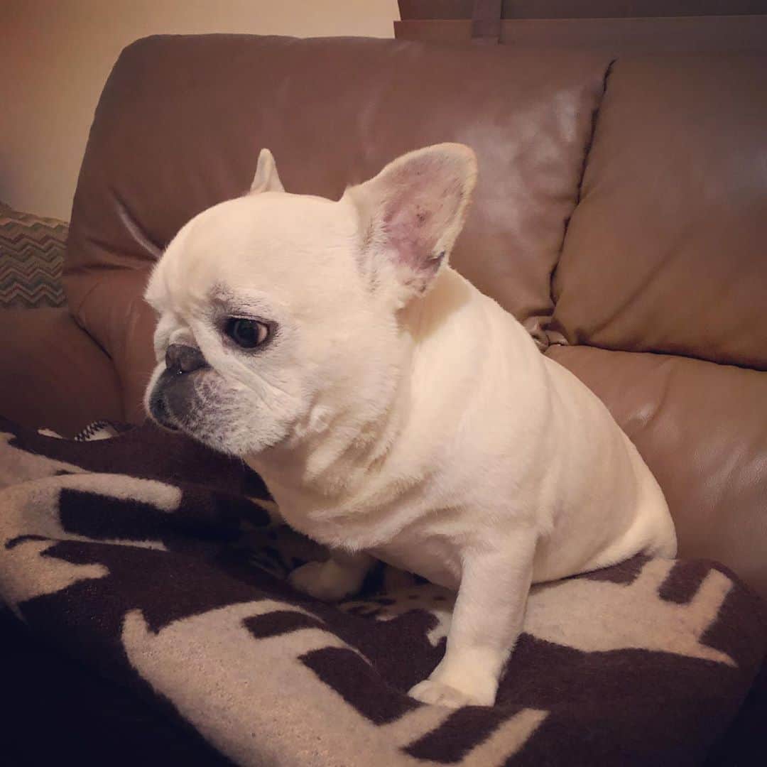タニム（マーブル母）のインスタグラム：「* Good night🌙 A good dream✨ * 抱っこで2階の寝室に行くのを待つマーブル * #goodnight #私のアモーレ🐷❤️」