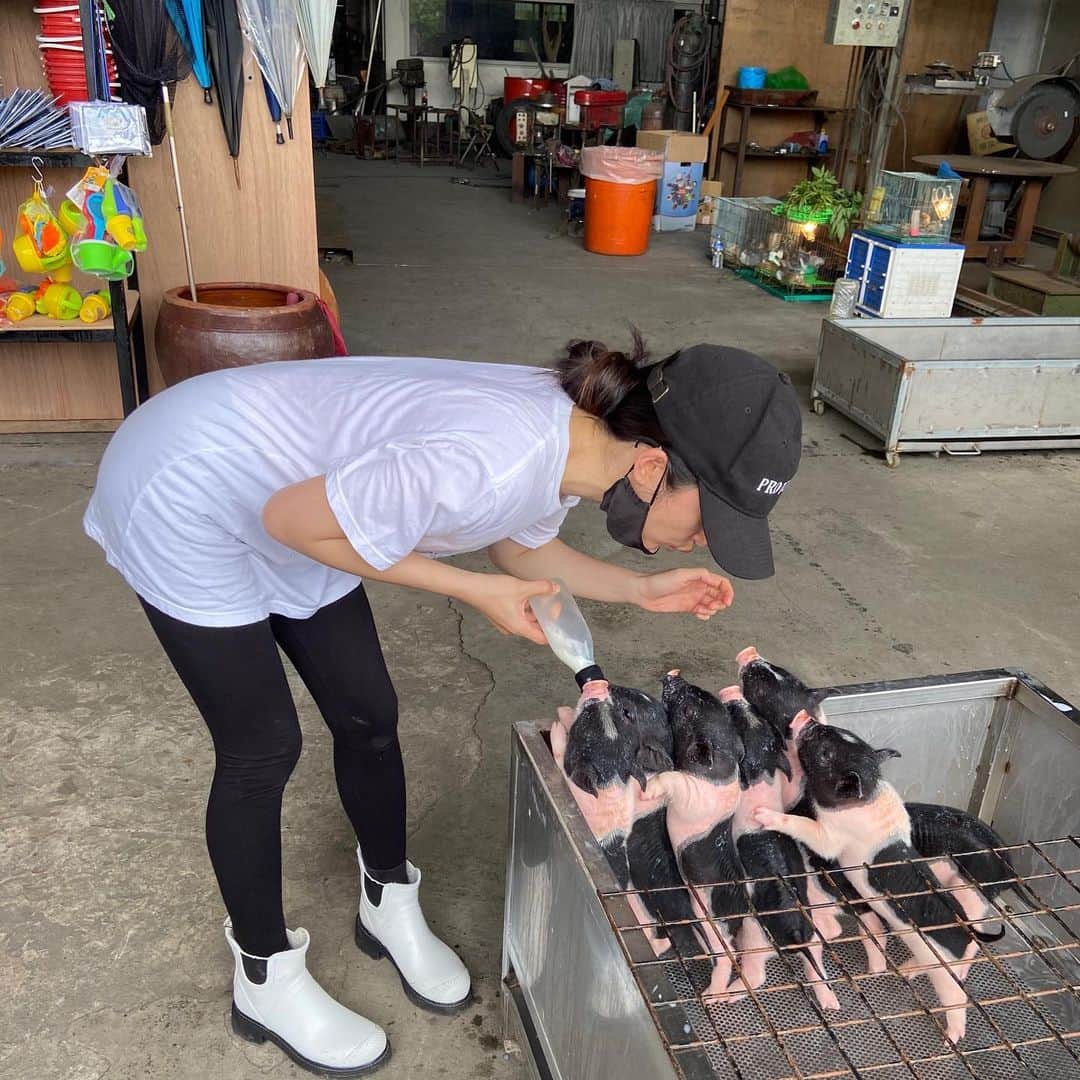 リン・イーチェン（Ariel Lin/アリエル・リン）さんのインスタグラム写真 - (リン・イーチェン（Ariel Lin/アリエル・リン）Instagram)「今天跟這些🐷老大/小弟們廝混⋯⋯🐖🐖🐖🐖🐖🐖🐖🐖🐖」5月30日 23時07分 - linyichen.ariellin