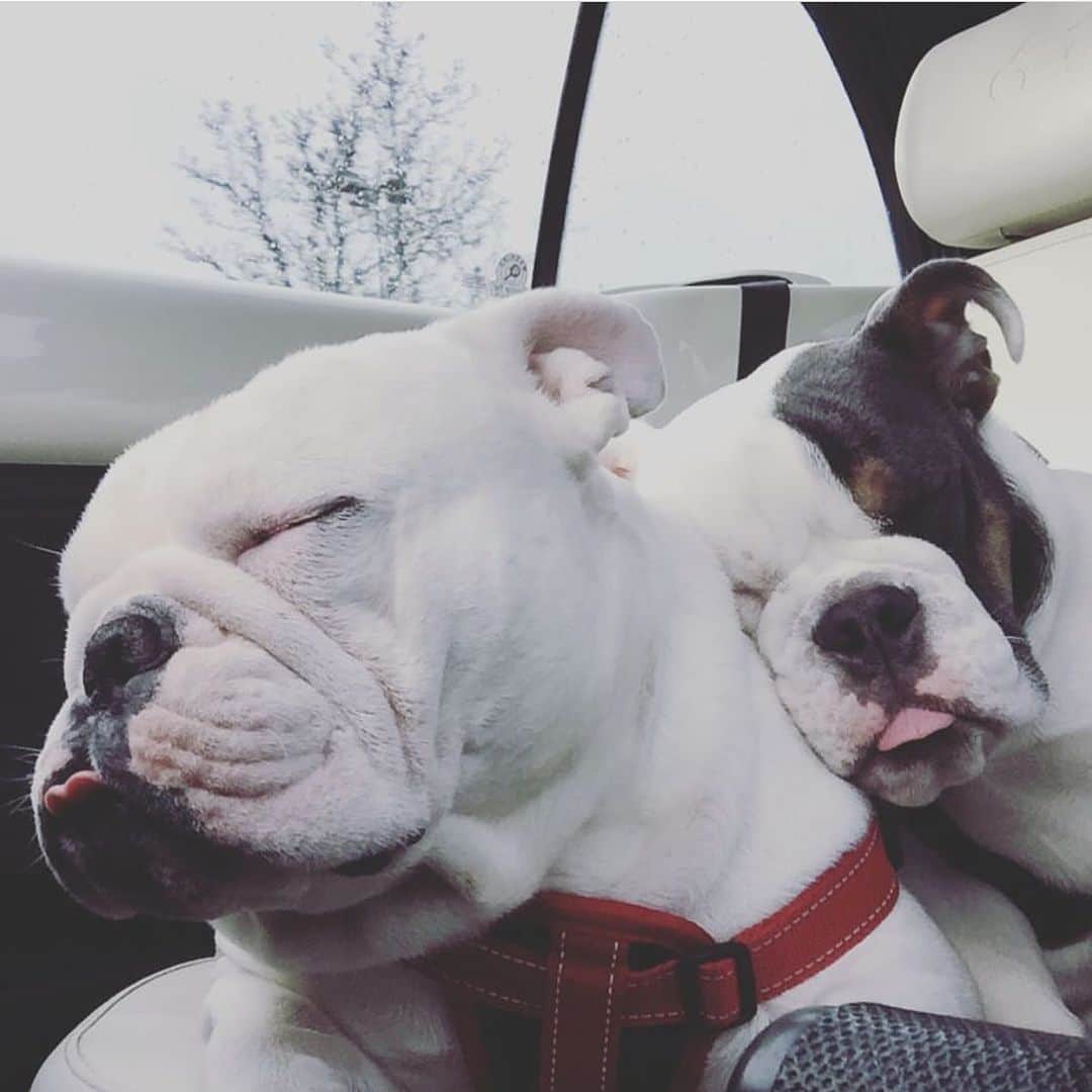 Bodhi & Butters & Bubbahのインスタグラム：「You can always lean on me 💗 . . Sometimes the human experience can be exhausting, but remember you are surrounded by love (and hopefully puppies 🐶) . . . . #lean #on #me #bulldog #puppy #love #cute #boys #quarantine #life #positivevibes #dream #dogsofinstagram #support #and #love #smile #happy #saturday #weekend #vibes #bestoftheday」