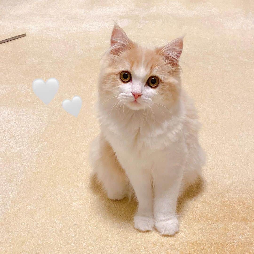 森彩香さんのインスタグラム写真 - (森彩香Instagram)「きゅるん🥺🤍🤍 . . . #猫とおうち時間 #ねこは人を笑顔にする #NEKOくらぶ」5月30日 23時16分 - ayarin_6v6