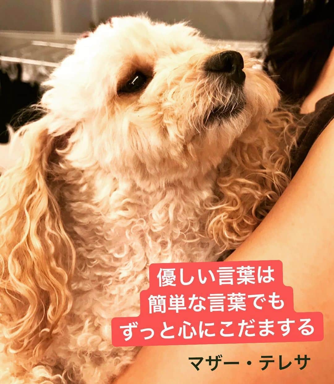 川井郁子のインスタグラム：「#マザー・テレサ　#ノーベル平和賞 #ハートストリングス　#ニッポン放送 #川井郁子　#トイプードル」