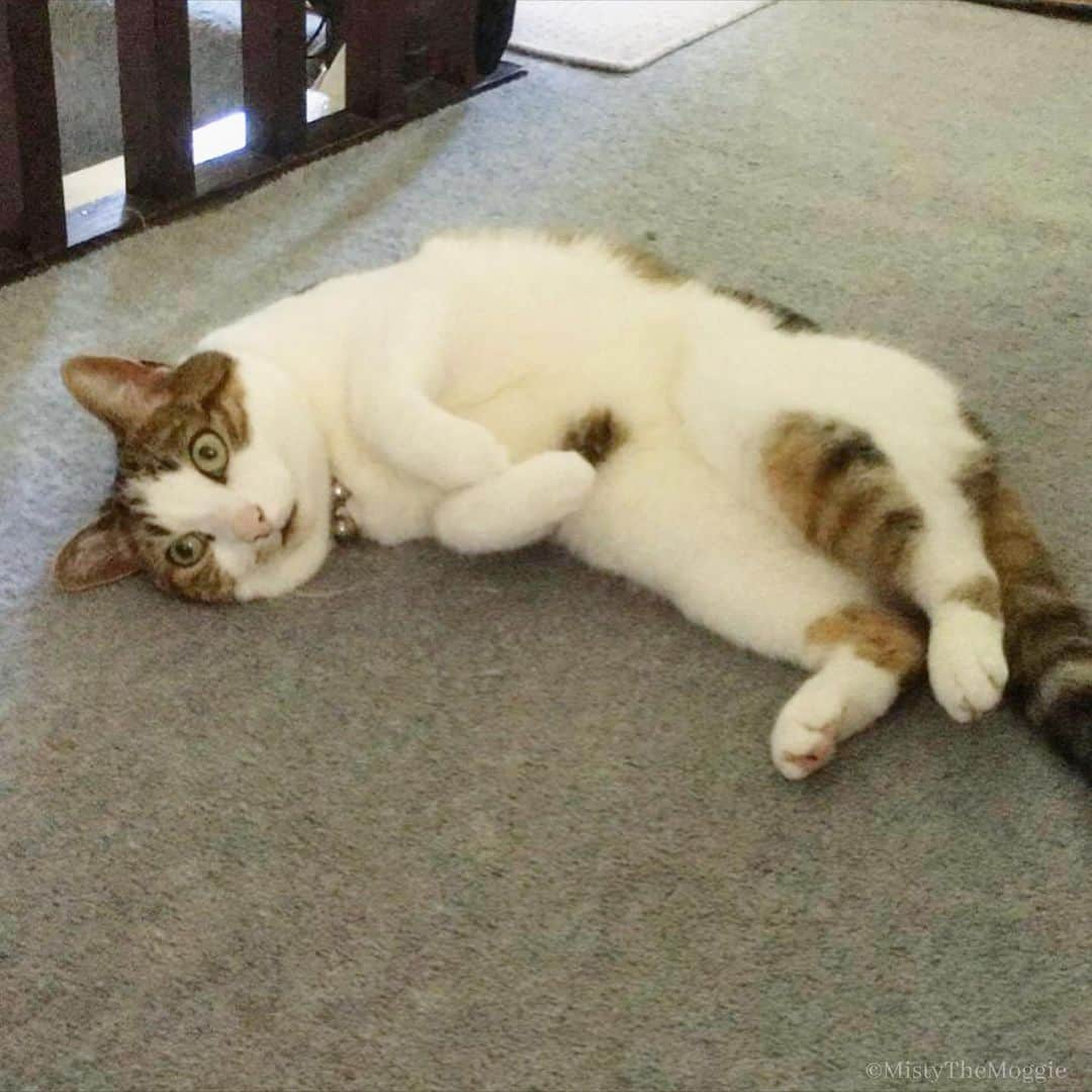 Misty The Moggieのインスタグラム：「Fluffy belly trap deployed! Do you dare?」