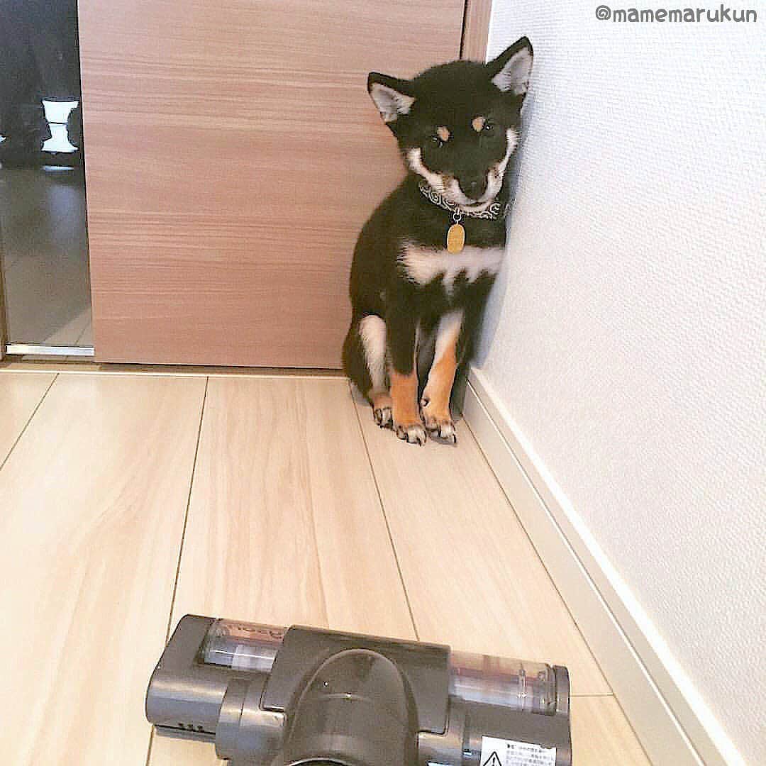 まめ丸のインスタグラム：「* * 今日は『そうじきの日』だったんだって🐶❣️ 0さいのときはこわかったなー🐶💦 #まめ丸と掃除機 ⬆︎ 今はゆうかんにたたかってるよ🐶💓 * Ever since I was a child, I have been afraid of Vacuum cleaner🐶 * #おへやのすみっこでかたまるスタイル #まめ丸4ヶ月 * #柴犬#豆柴#柴#黒柴#犬#ふわもこ部#いぬのきもち #shiba#shibainu#shibastagram#shibadog#puppy#instadog#dogstagram#dog#instashiba#petstagram#pet#cutepetclub#강아지#멍스타그램#doglover#ilovemydog#weeklyfluff#まめ丸何の日シリーズ」