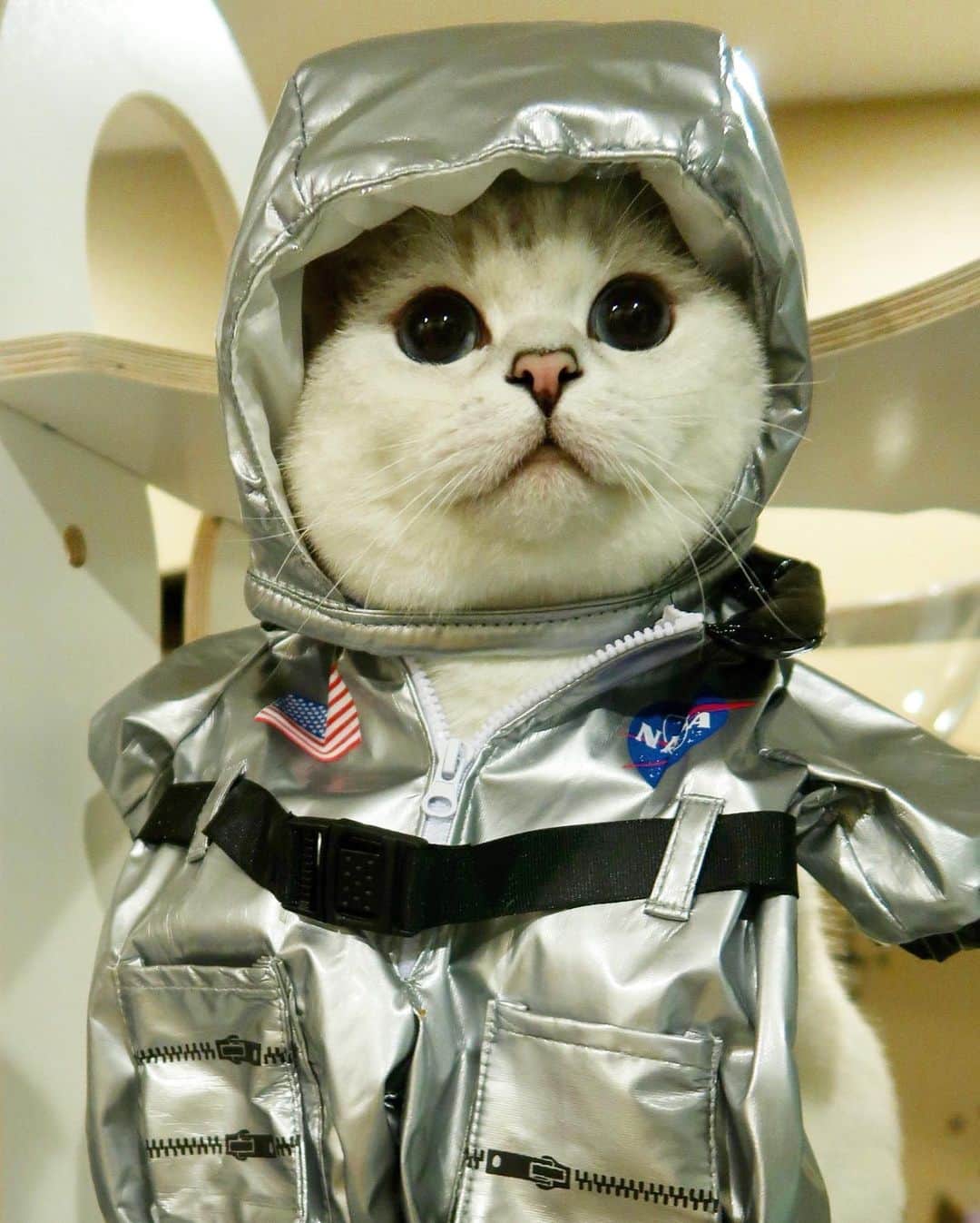 ミスター・ホワイトさんのインスタグラム写真 - (ミスター・ホワイトInstagram)「Ready for my mission to space 🚀 #SpaceX #rocket @nasa @spacex #nasa #launchamerica」5月30日 23時58分 - white_coffee_cat