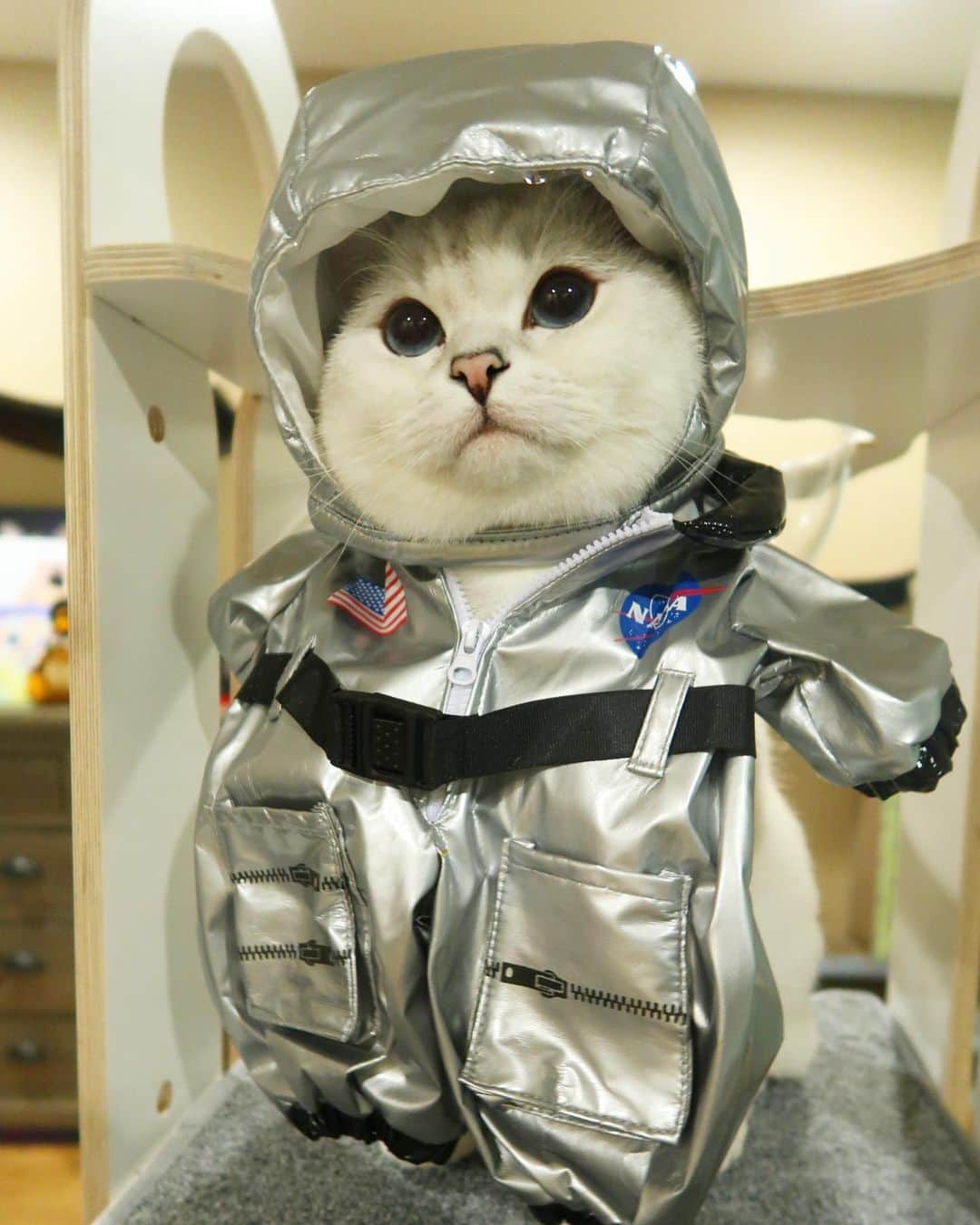ミスター・ホワイトさんのインスタグラム写真 - (ミスター・ホワイトInstagram)「Ready for my mission to space 🚀 #SpaceX #rocket @nasa @spacex #nasa #launchamerica」5月30日 23時58分 - white_coffee_cat